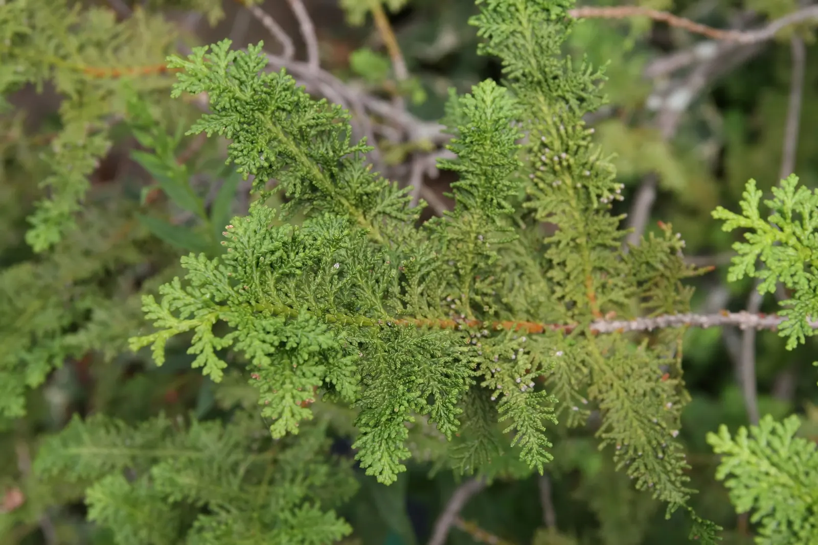 Sawara Cypress (Chamaecyparis Pisifera) — with delicate leaf sprays that flatten into fern-like patterns