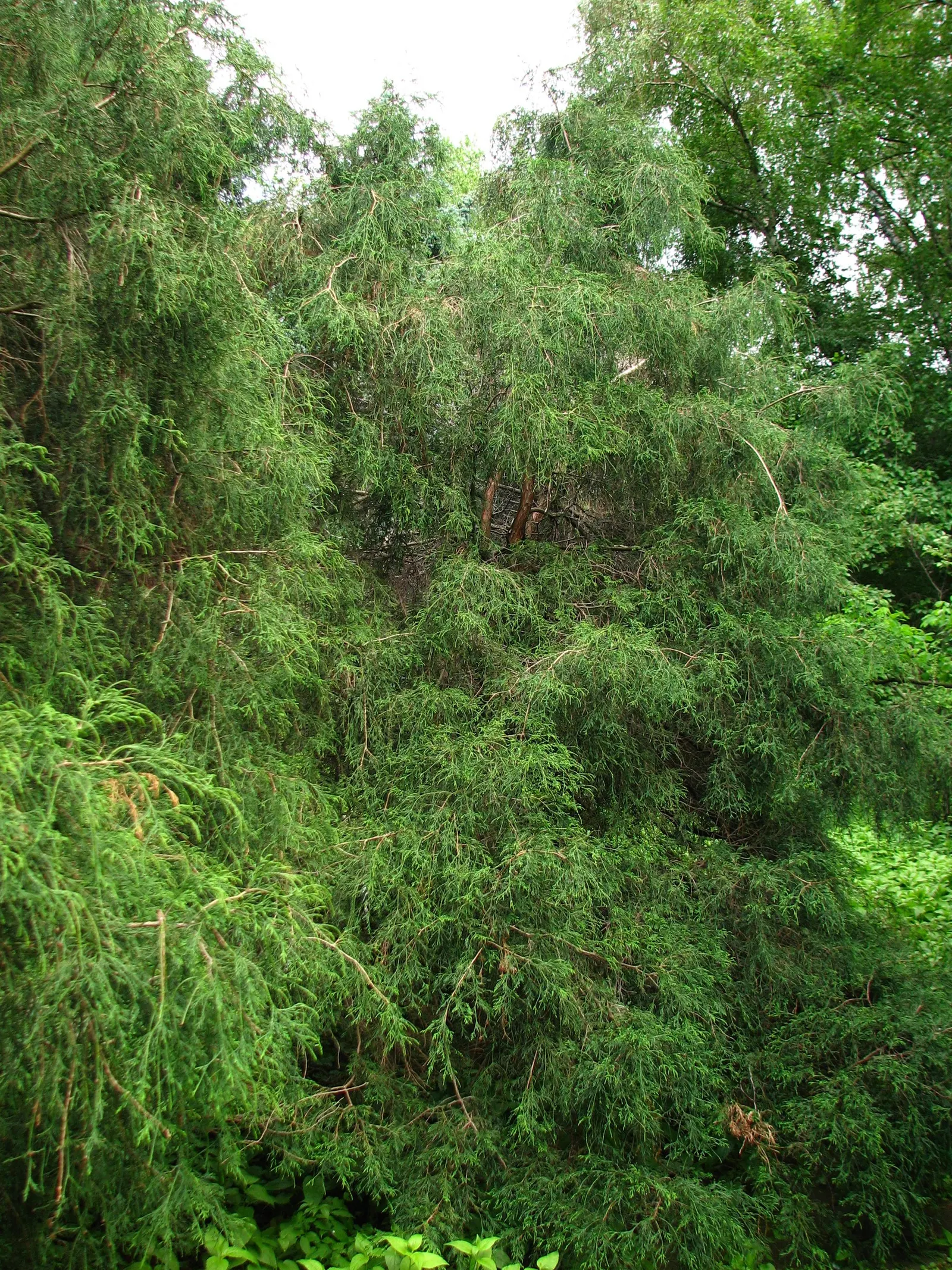 Sawara Cypress (Chamaecyparis Pisifera) — It is hardy in USDA zones 4 through 8 and can tolerate a variety of soil pH levels