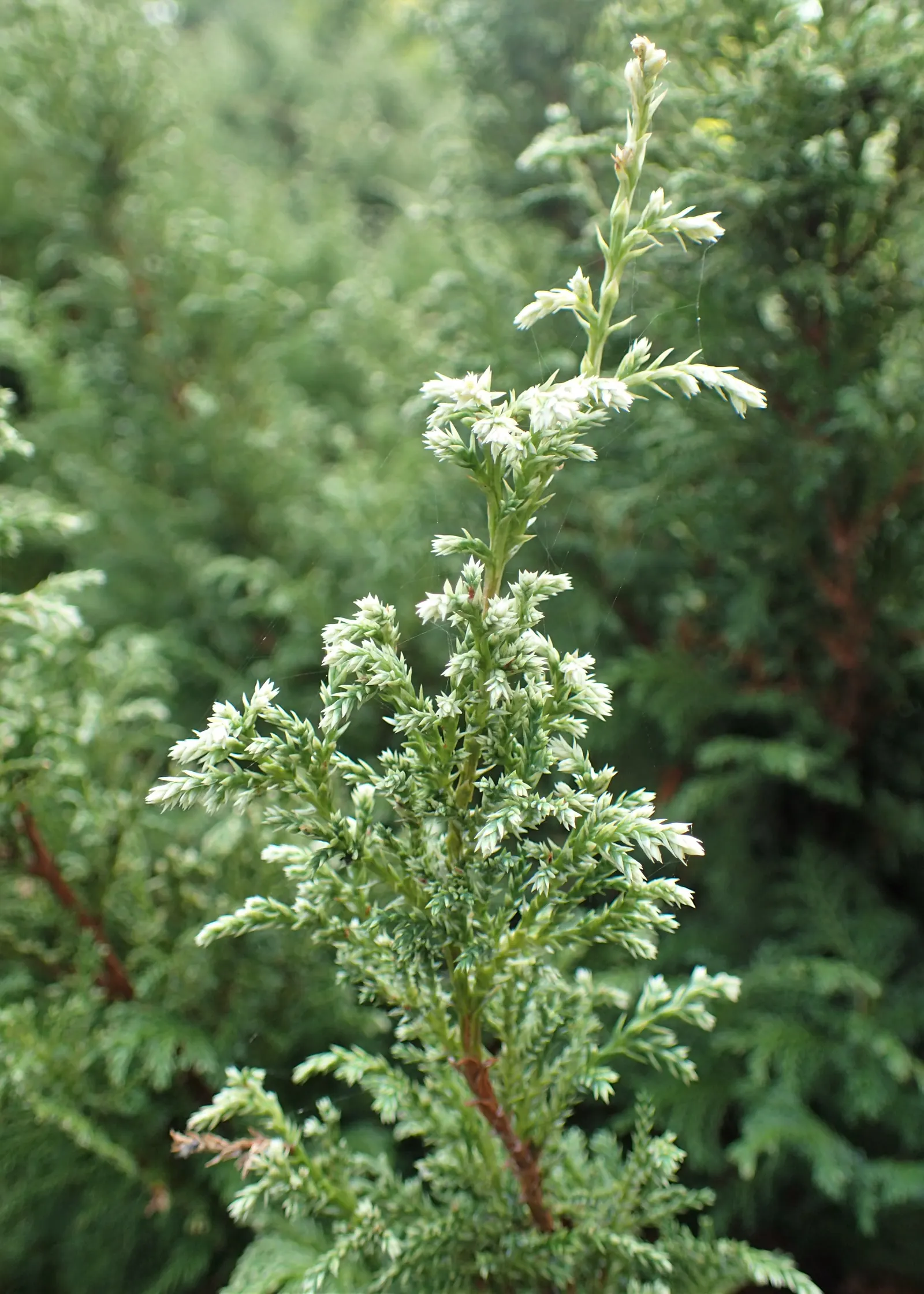 Sawara Cypress (Chamaecyparis Pisifera) — this species adds to the landscape design with its practicalities - it provides a windbreak; lending, image 79
