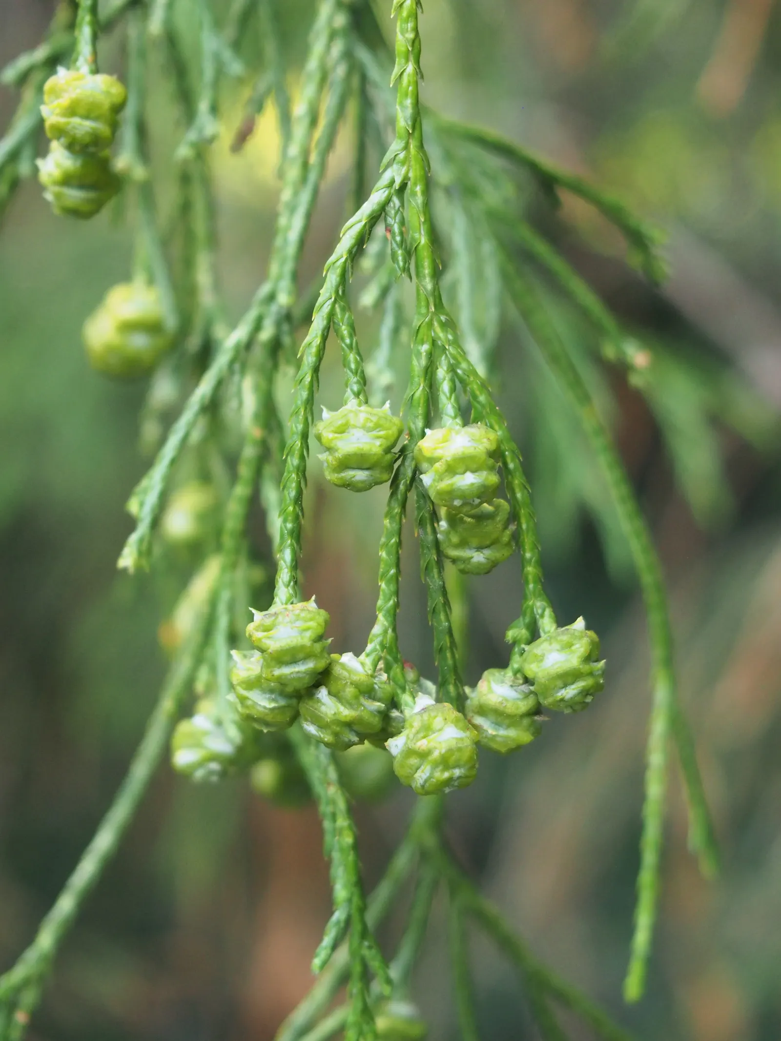 Sawara Cypress (Chamaecyparis Pisifera) — with delicate leaf sprays that flatten into fern-like patterns; but there are also numerous dwarf, image 70