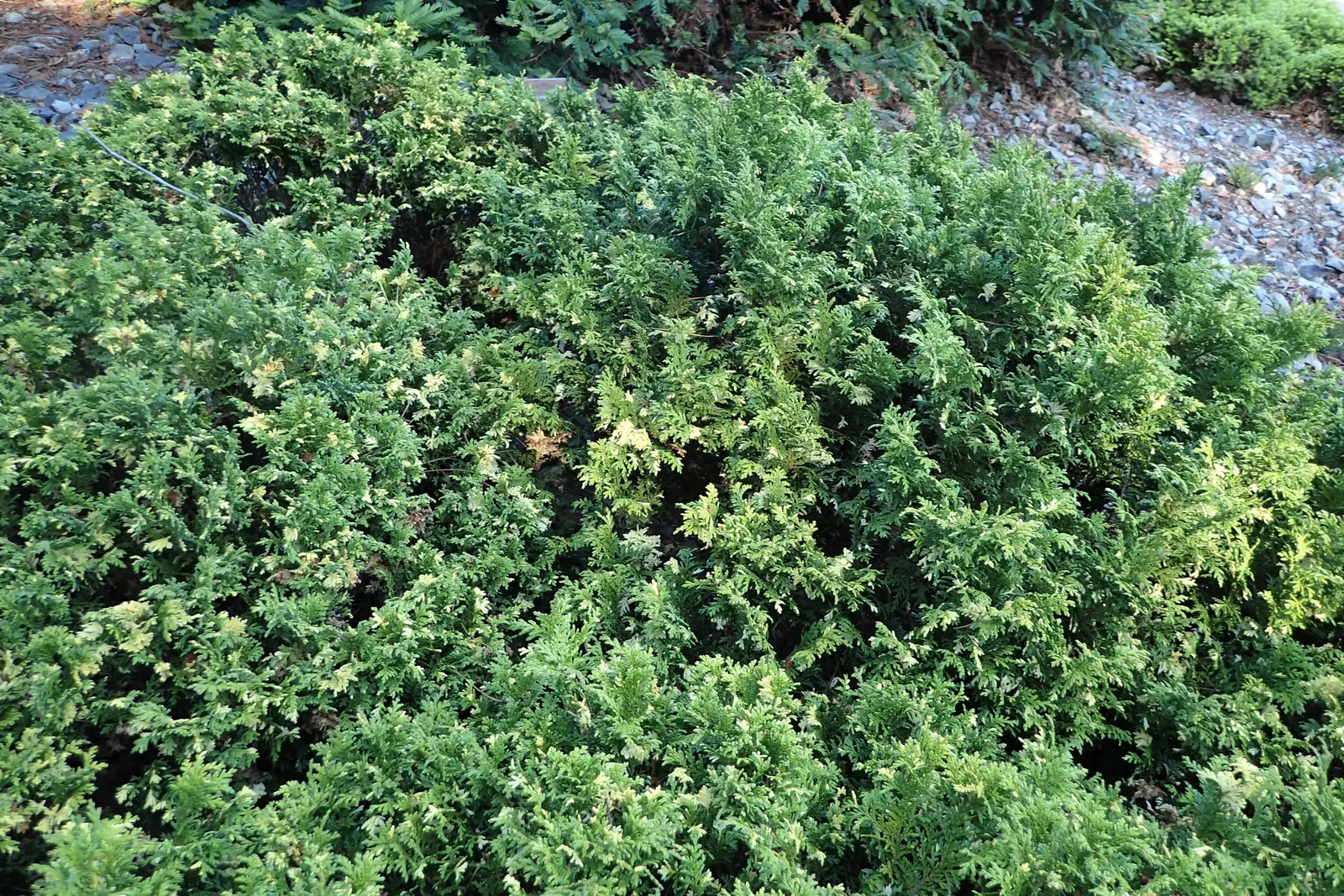 Sawara Cypress (Chamaecyparis Pisifera) — It is hardy in USDA zones 4 through 8 and can tolerate a variety of soil pH levels; slow-growing tree offers