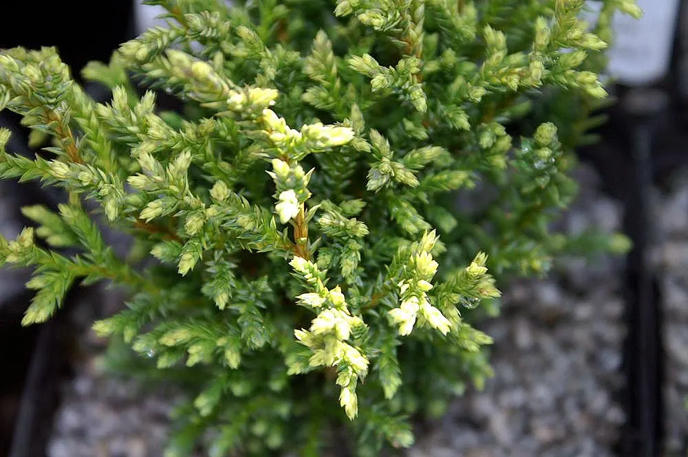 Sawara Cypress (Chamaecyparis Pisifera) — feathery foliage and pyramidal to conical growth habit; but there are also numerous dwarf cultivars that, image 66