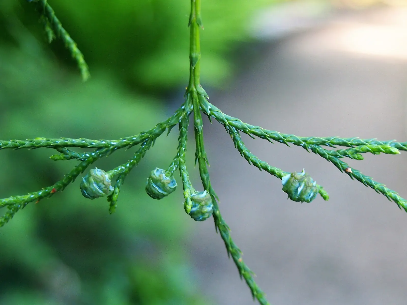 Sawara Cypress (Chamaecyparis Pisifera) — suitable for more confined spaces; when communicating with the client, image 68