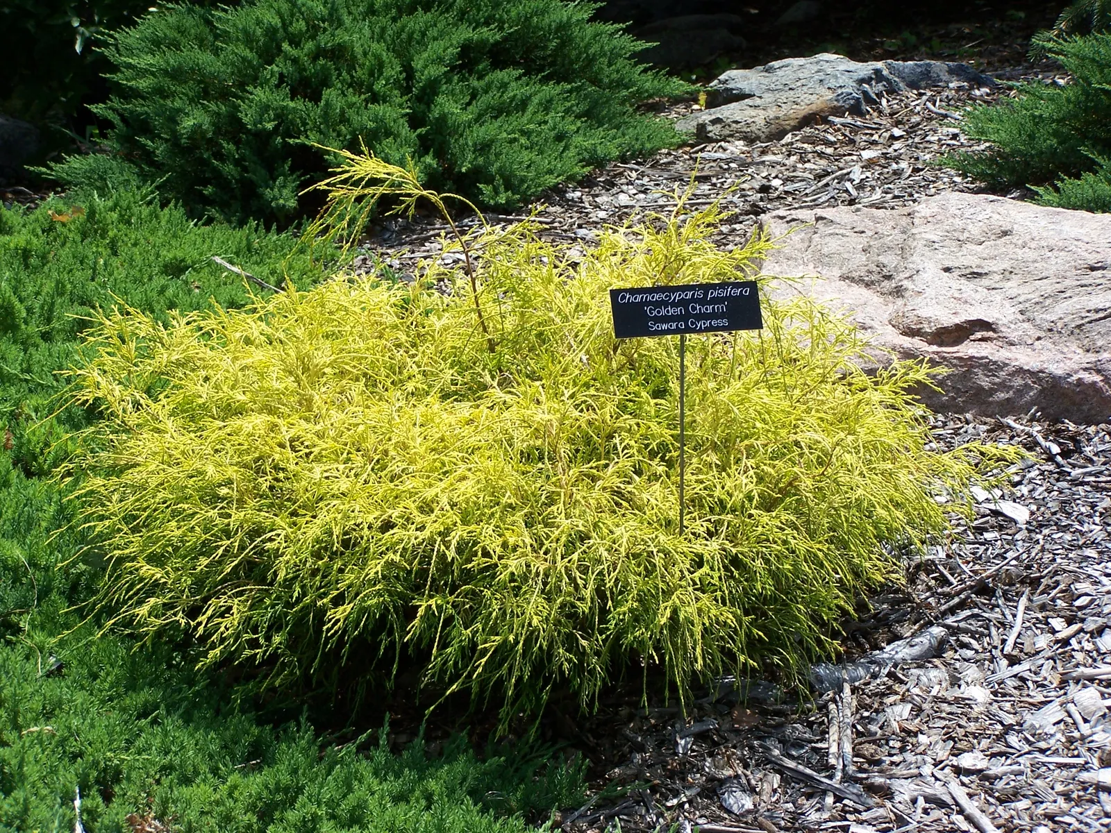 Sawara Cypress (Chamaecyparis Pisifera) — moist soil and full sun to partial shade; when communicating with the client