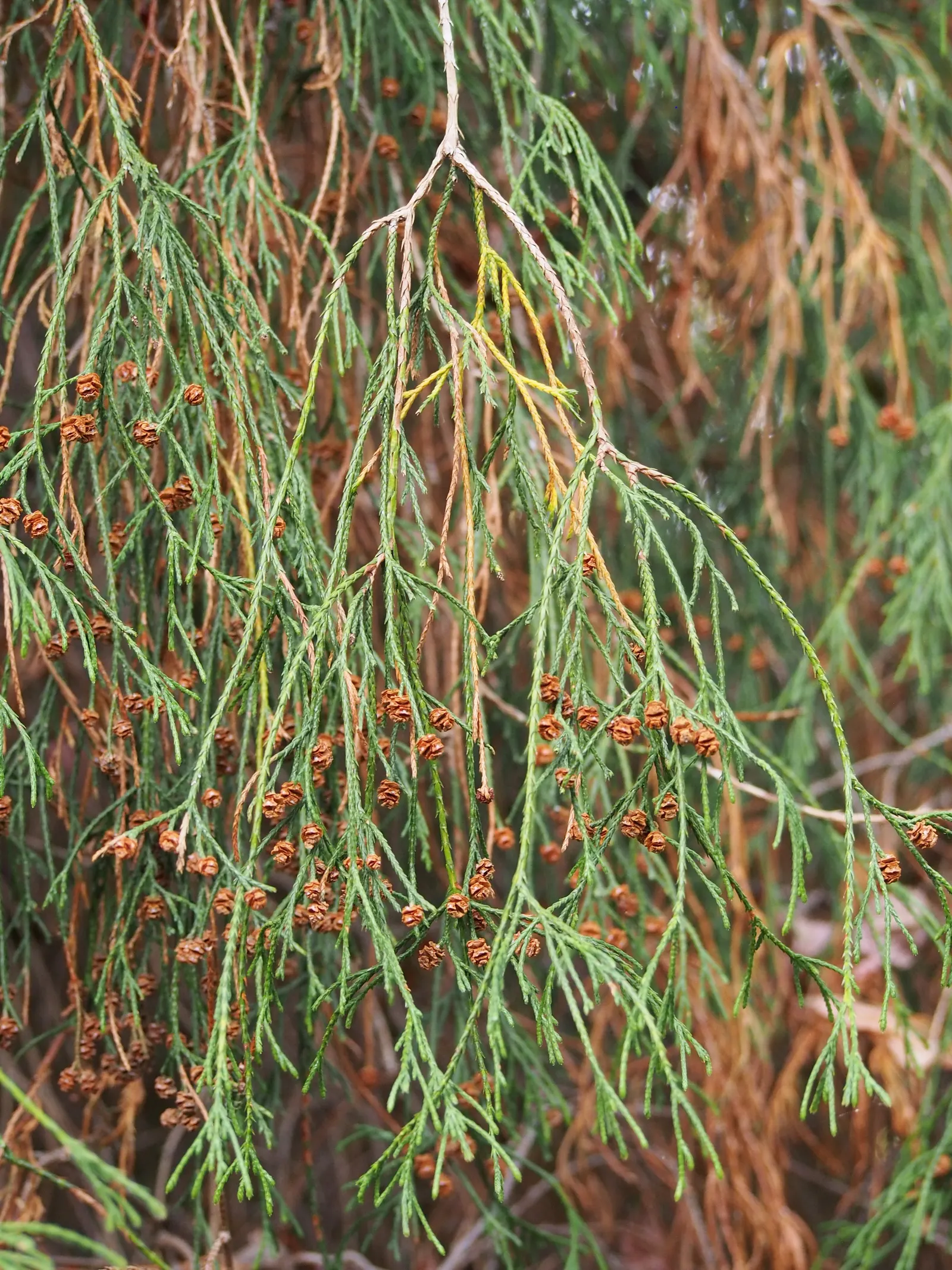 Sawara Cypress (Chamaecyparis Pisifera) — but there are also numerous dwarf cultivars that stay significantly smaller; lending further ornamental