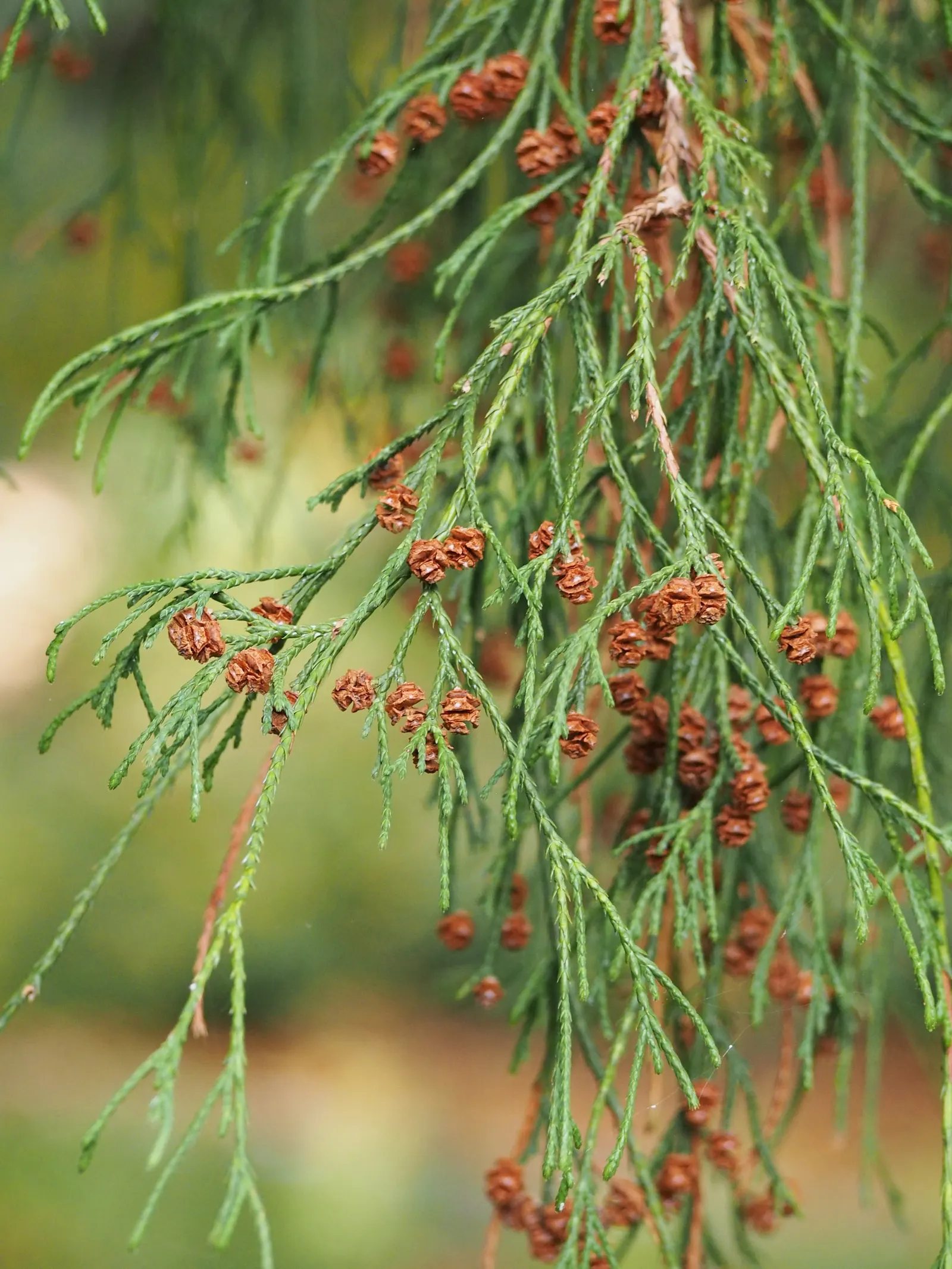 Sawara Cypress (Chamaecyparis Pisifera) — conifer / shrub for full