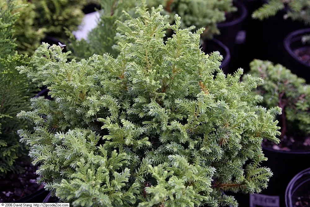 Sawara Cypress (Chamaecyparis Pisifera) — with delicate leaf sprays that flatten into fern-like patterns; but there are also numerous dwarf cultivars that stay