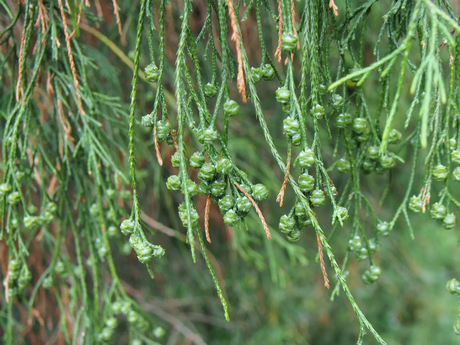 Sawara Cypress (Chamaecyparis Pisifera) — thriving in full sun to partial shade in zones 4-8; lending further ornamental charm.<br><br>For, image 59