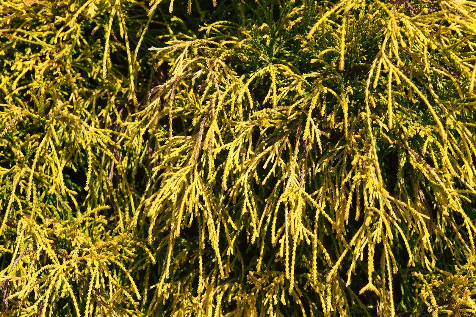 Sawara Cypress (Chamaecyparis Pisifera) — slow-growing tree offers year-round interest; when communicating with the client, image 60
