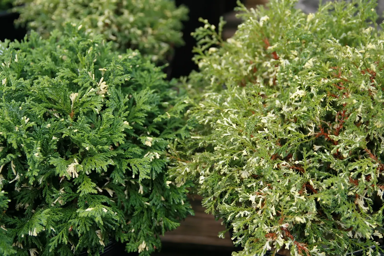 Sawara Cypress (Chamaecyparis Pisifera) — slow-growing tree offers year-round interest