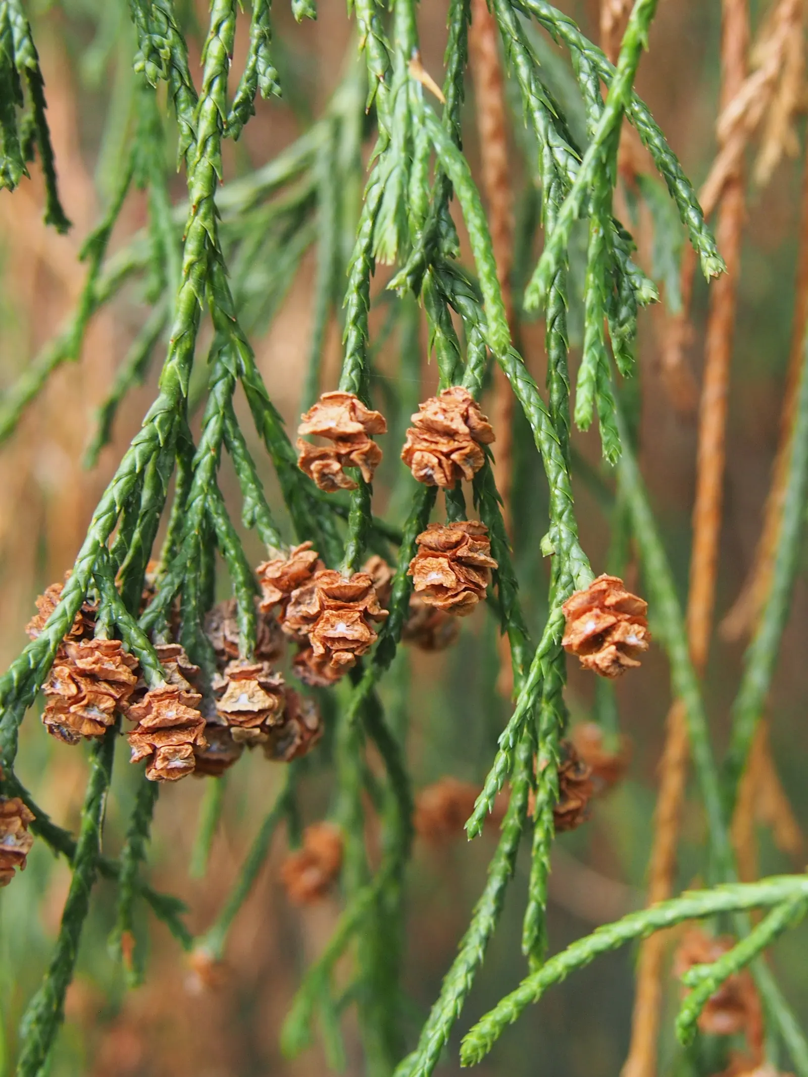 Sawara Cypress (Chamaecyparis Pisifera) — scientifically called Chamaecyparis pisifera; lending further ornamental charm.<br><br>For successful, image 63
