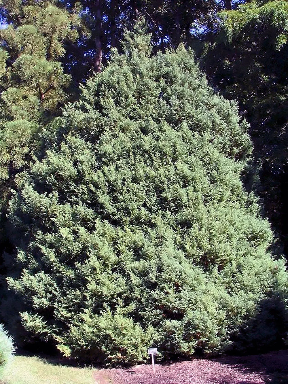 Sawara Cypress (Chamaecyparis Pisifera) — the Sawara Cypress demands well-drained; lending further ornamental charm.<br><br>For successful cultivation
