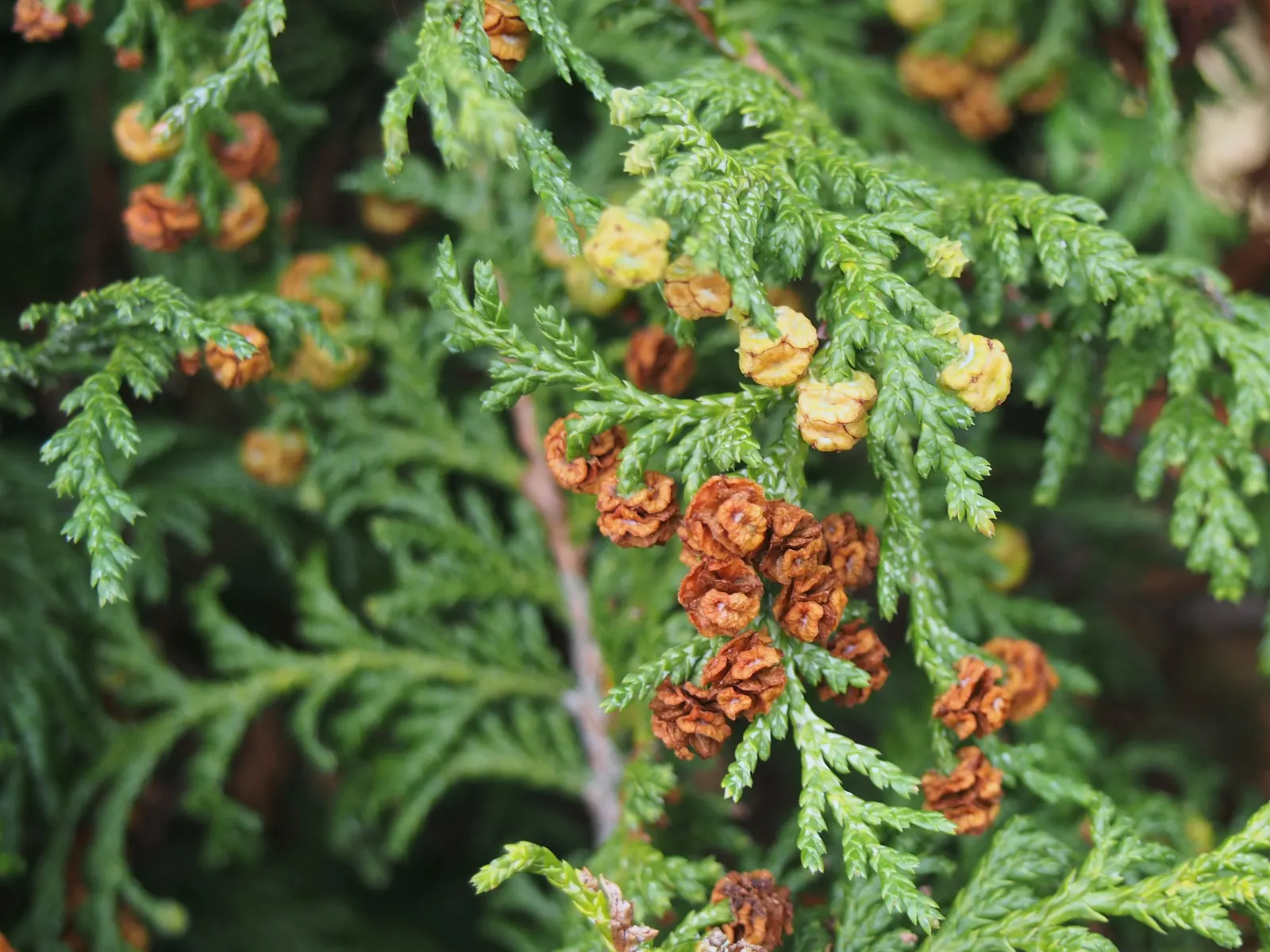 Sawara Cypress (Chamaecyparis Pisifera) — and is perfect for adding vertical structure to the landscape; but there are also numerous dwarf, image 62