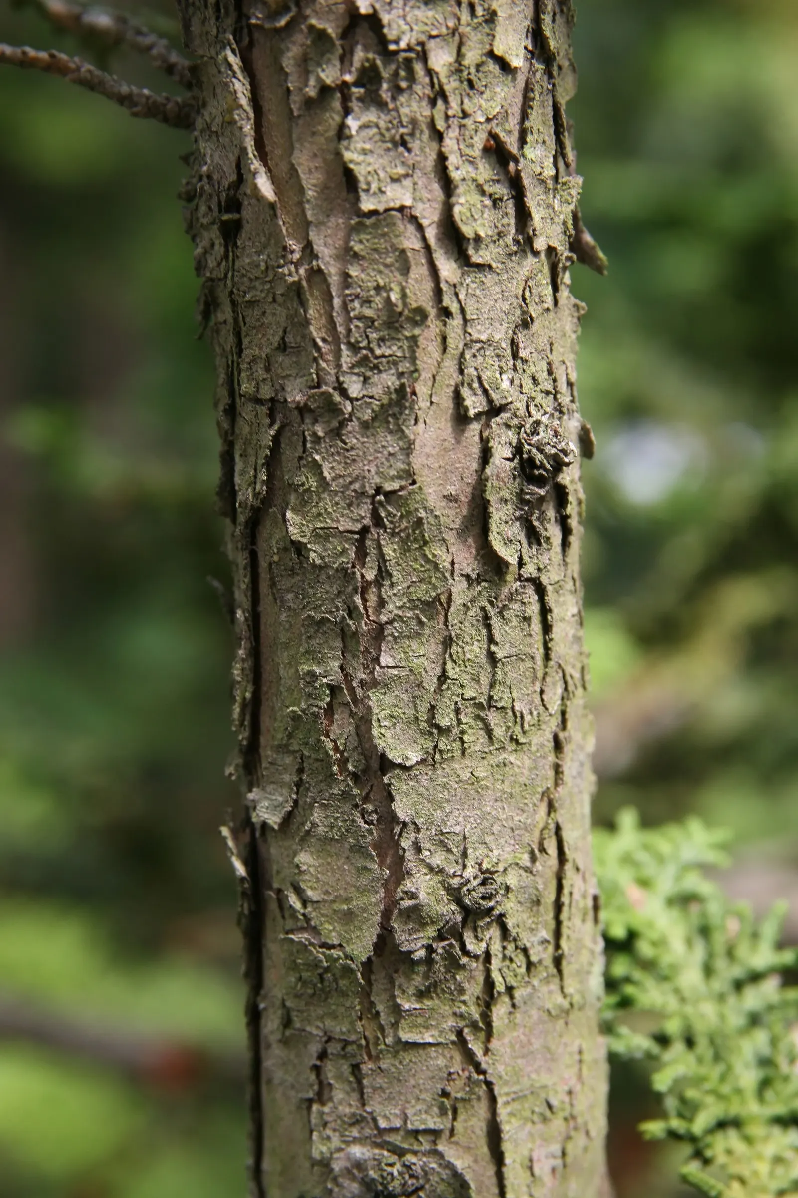 Sawara Cypress (Chamaecyparis Pisifera) — this species is renowned for its fine; slow-growing tree offers year-round interest