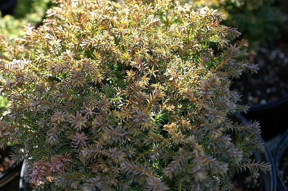 Sawara Cypress (Chamaecyparis Pisifera) — The slow to moderate growth rate of this tree makes it manageable for residential landscapes