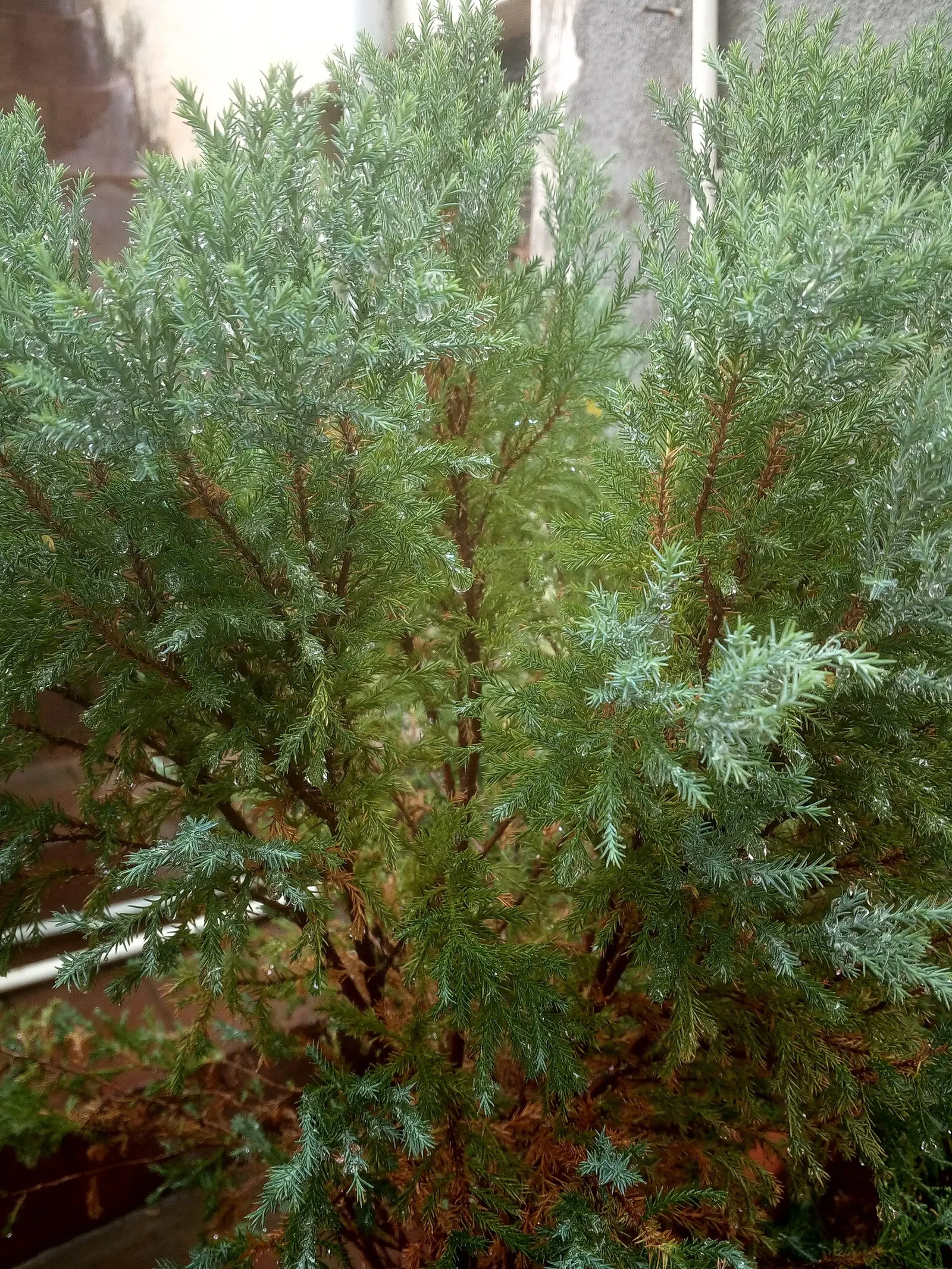 Sawara Cypress (Chamaecyparis Pisifera) — adding textural interest particularly in the winter months; when communicating with the client