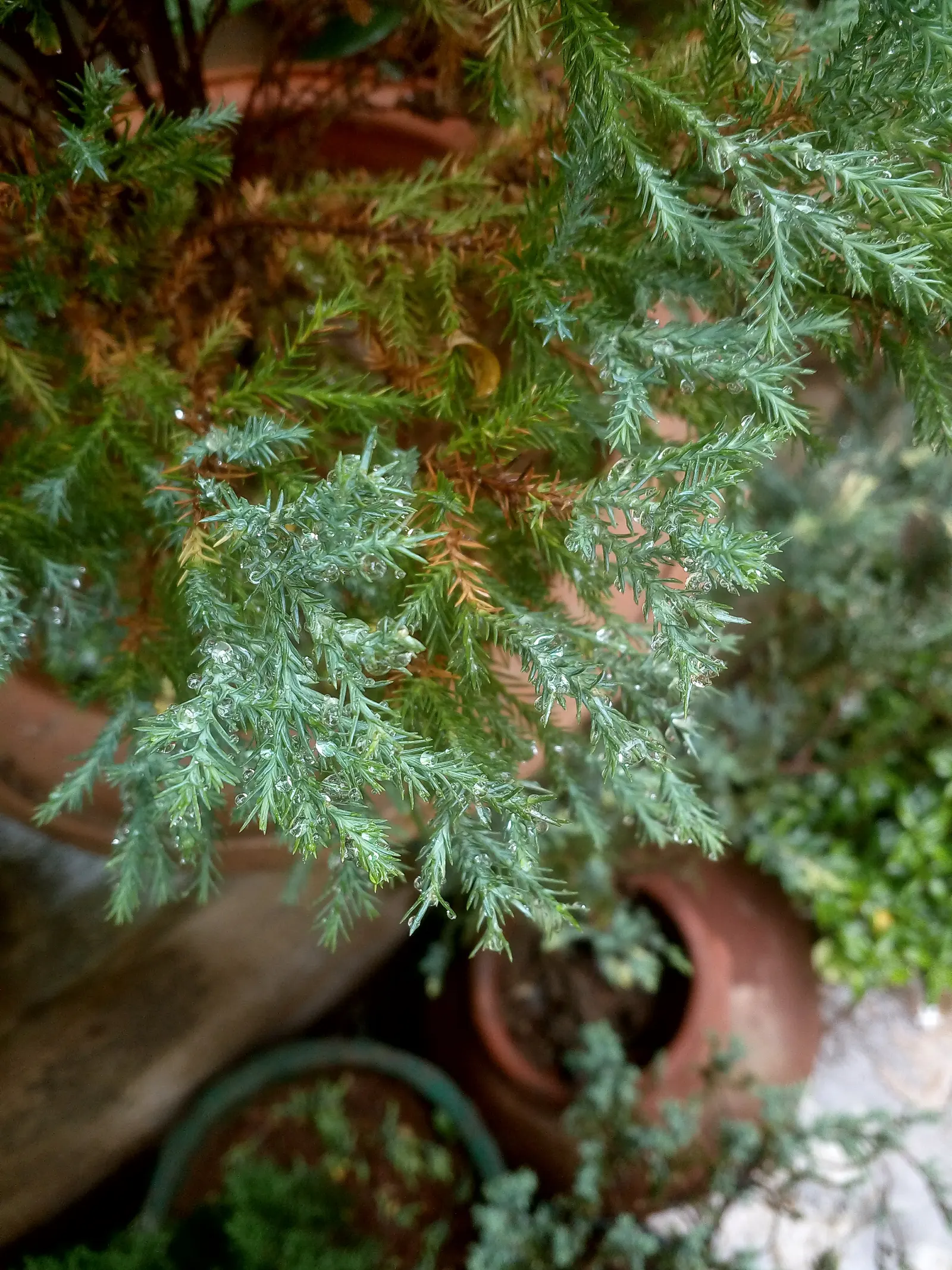 Sawara Cypress (Chamaecyparis Pisifera) — When communicating with the client