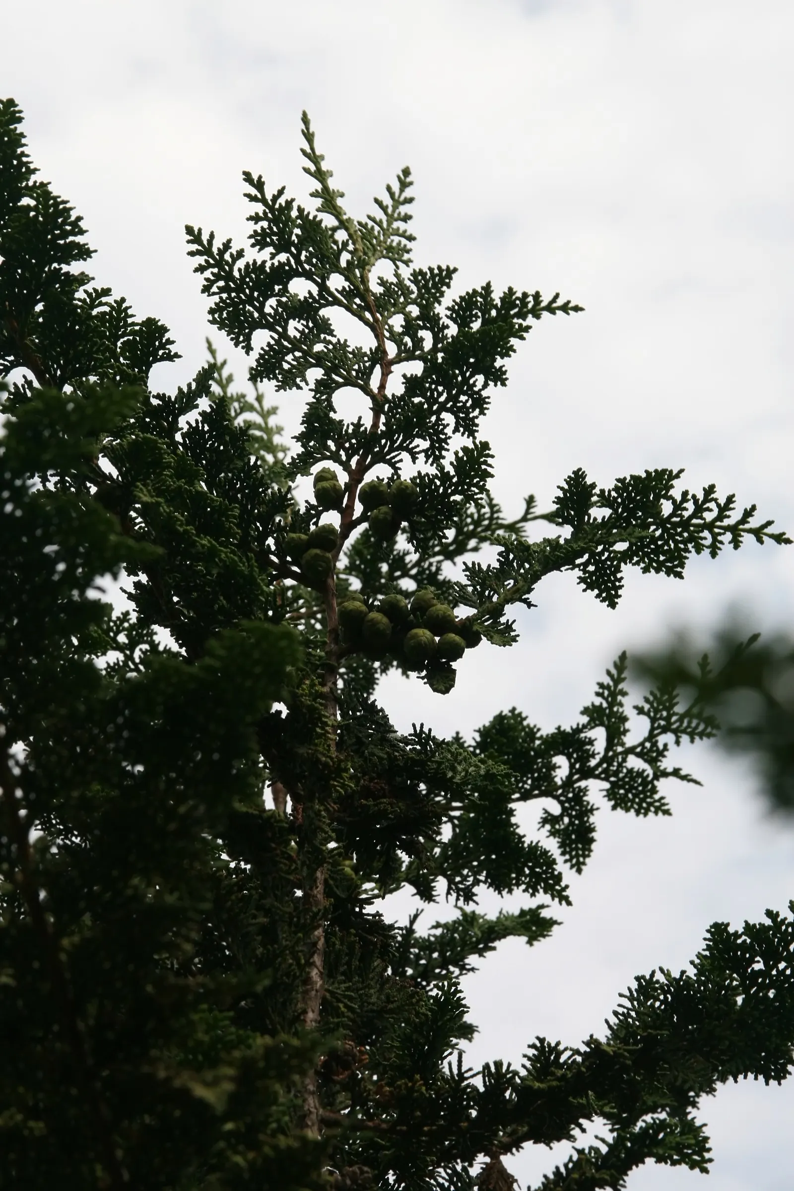 Sawara Cypress (Chamaecyparis Pisifera) — feathery foliage in hues from bright green to blue-gray; slow-growing tree offers year-round interest, image 57