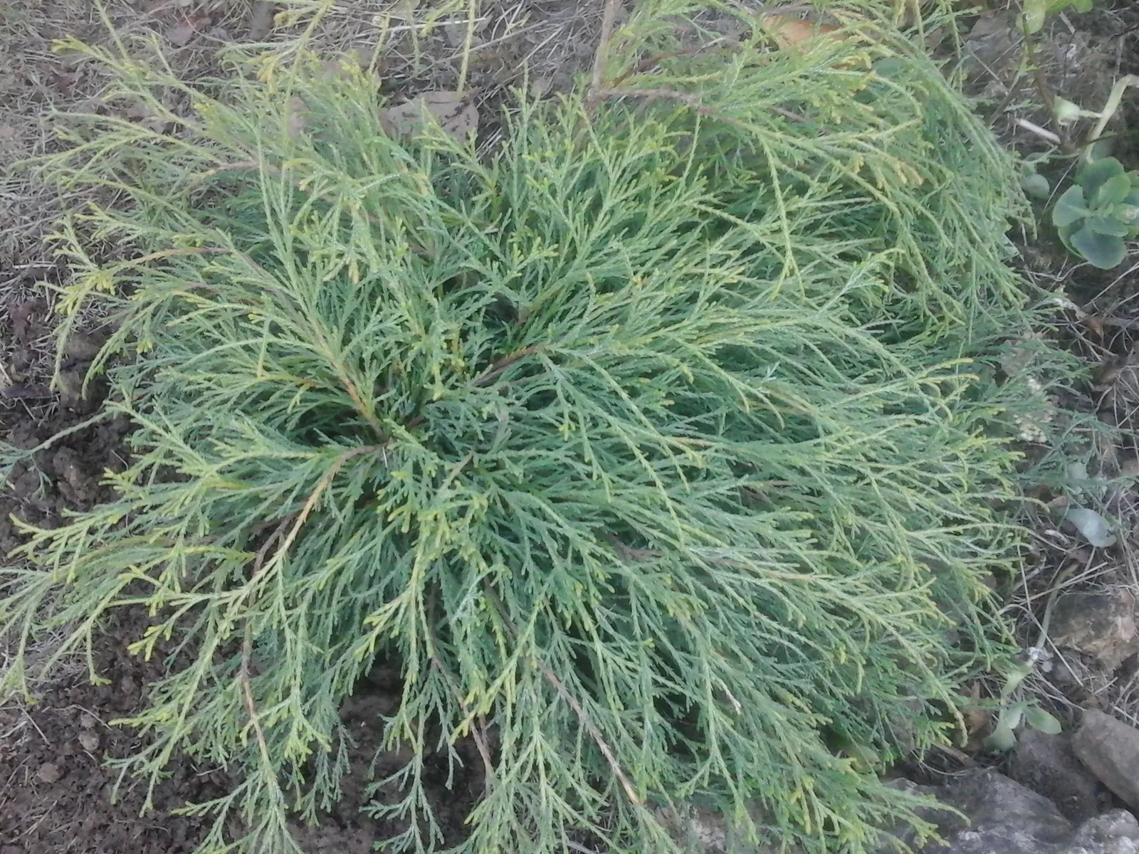 Sawara Cypress (Chamaecyparis Pisifera) — this species is renowned for its fine; slow-growing tree offers year-round interest, image 65