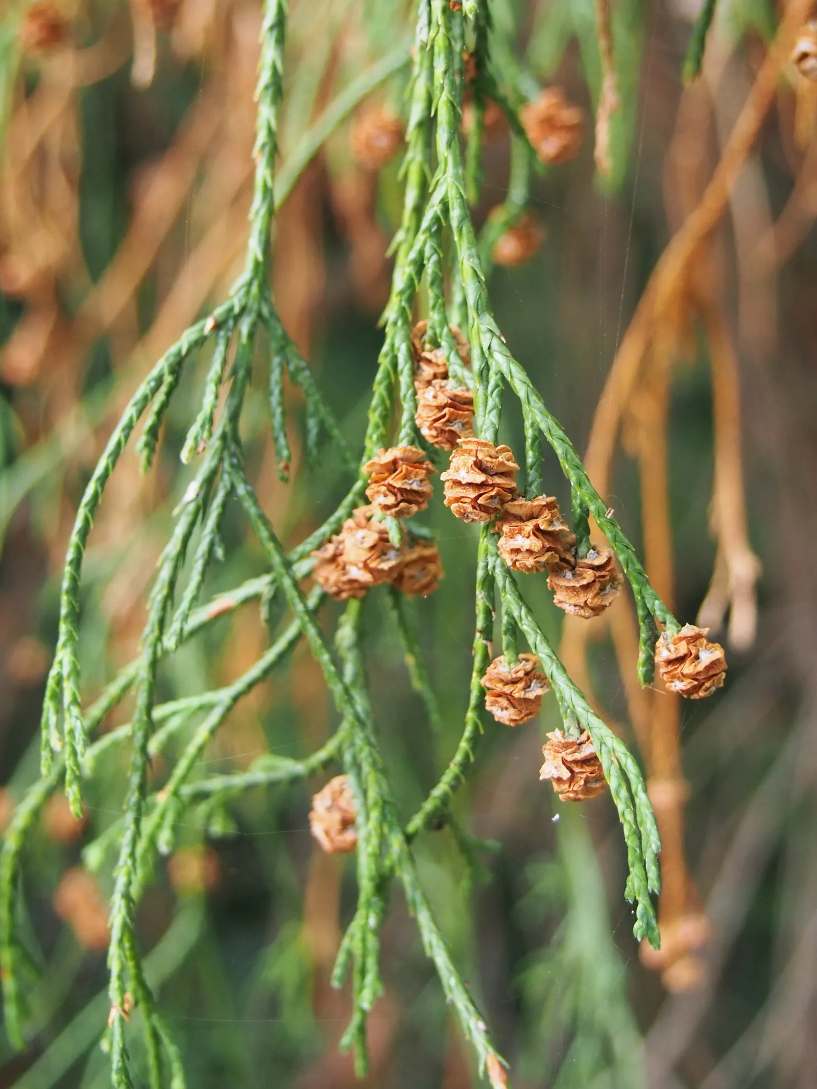 Sawara Cypress (Chamaecyparis Pisifera) — When communicating with the client; slow-growing tree offers year-round interest
