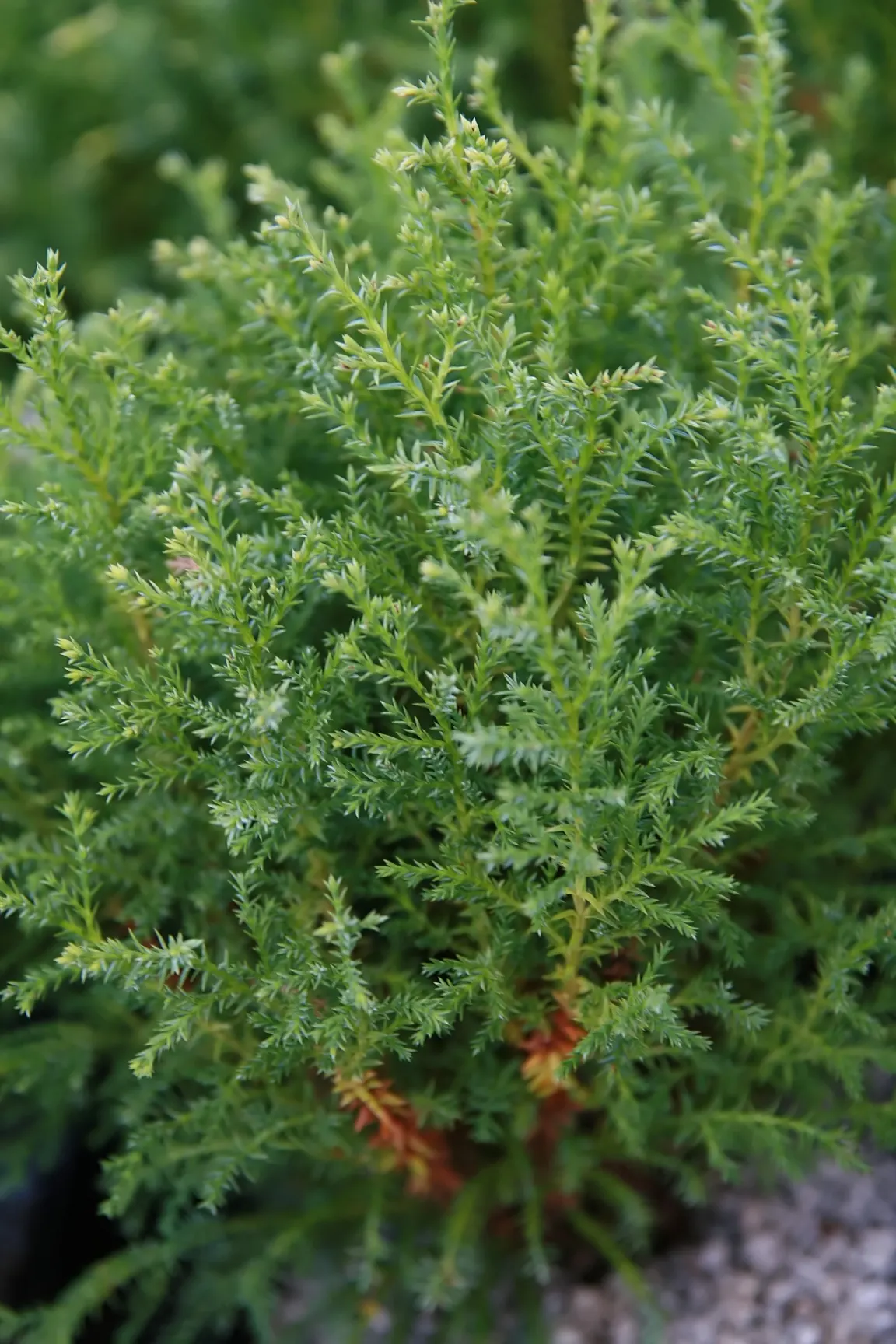 Sawara Cypress (Chamaecyparis Pisifera) — and offers habitat for local fauna
