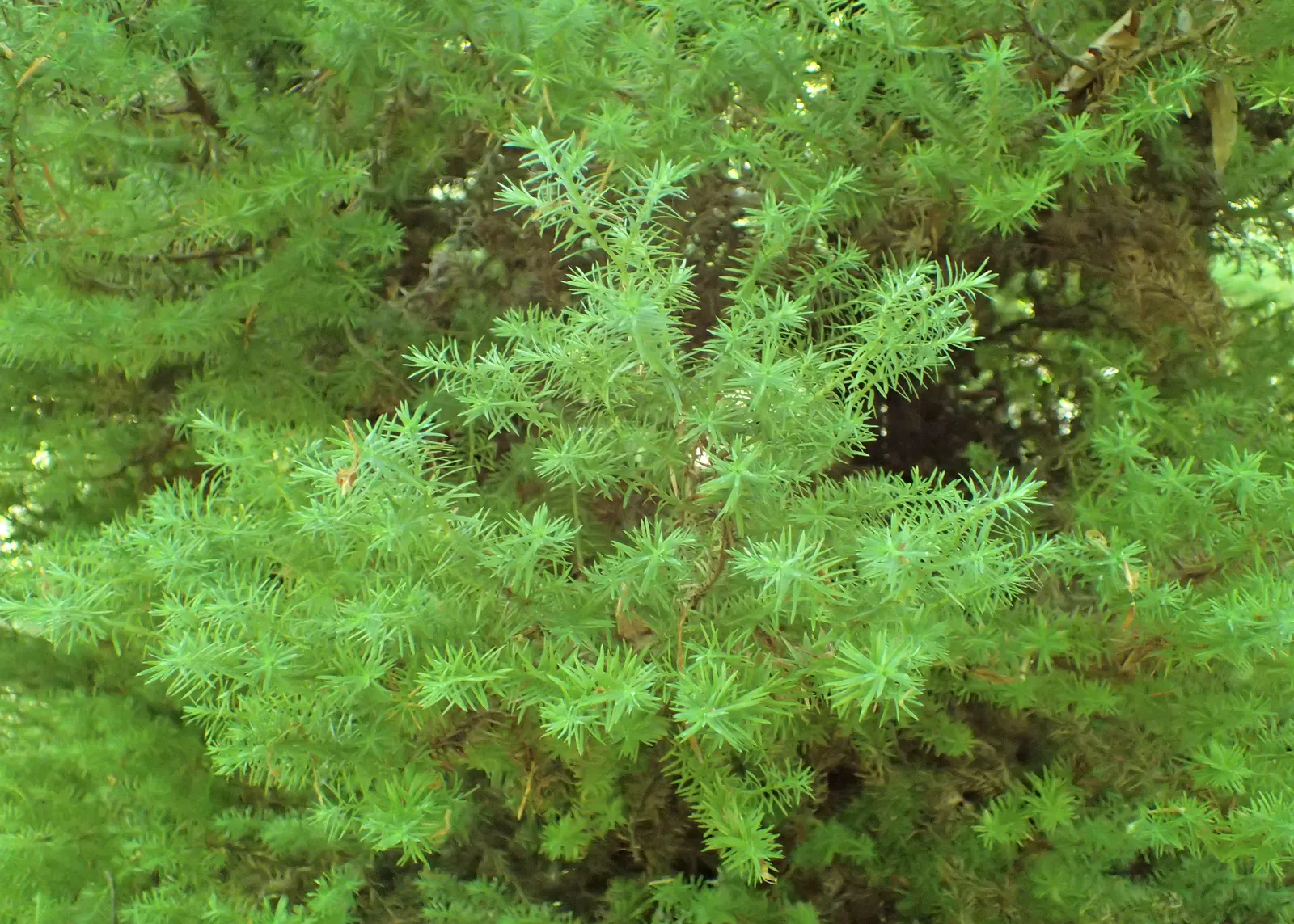 Sawara Cypress (Chamaecyparis Pisifera) — It is hardy in USDA zones 4 through 8 and can tolerate a variety of soil pH levels; slow-growing tree, image 77