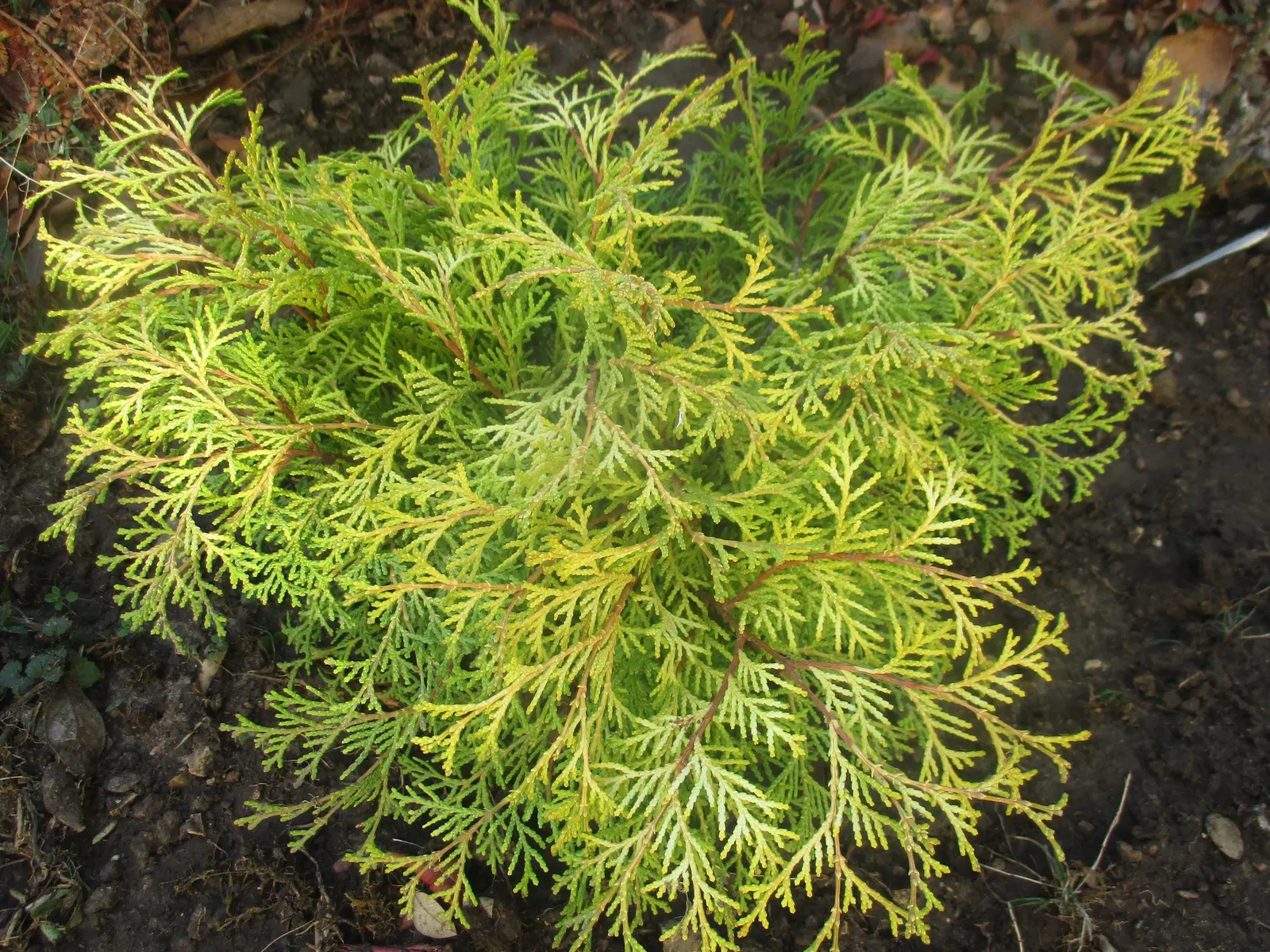 Sawara Cypress (Chamaecyparis Pisifera) — moist soil and full sun to partial shade
