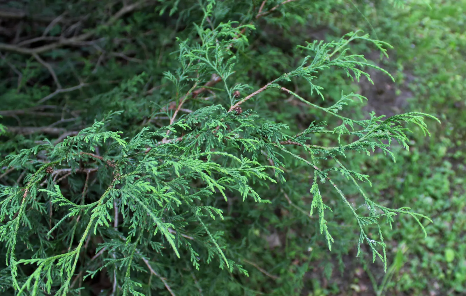 Sawara Cypress (Chamaecyparis Pisifera) — lending further ornamental charm.<br><br>For successful cultivation; but there are also numerous dwarf, image 74