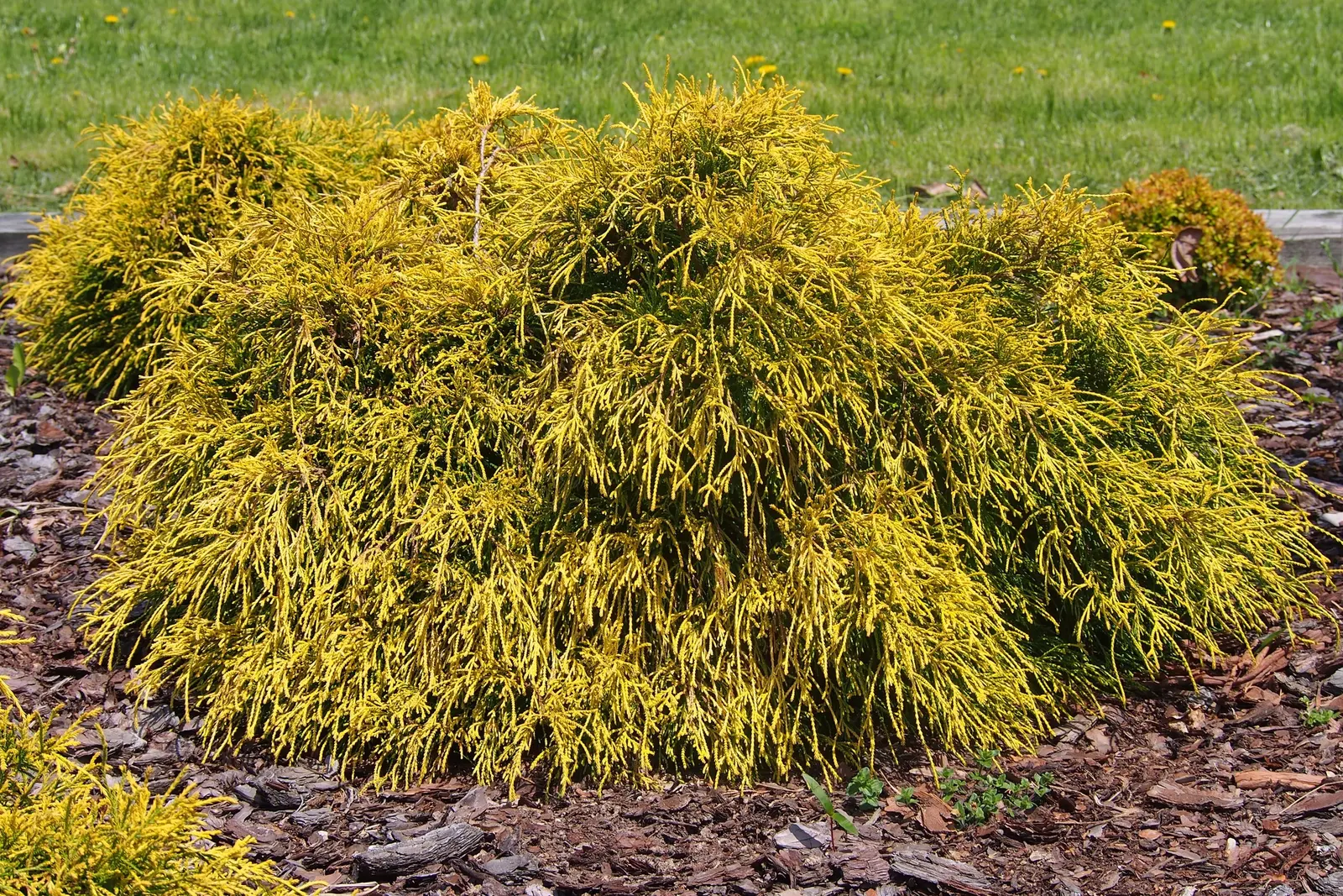 Sawara Cypress (Chamaecyparis Pisifera) — emphasize that the Sawara Cypress is a low-maintenance choice; but there are also numerous dwarf cultivars that stay