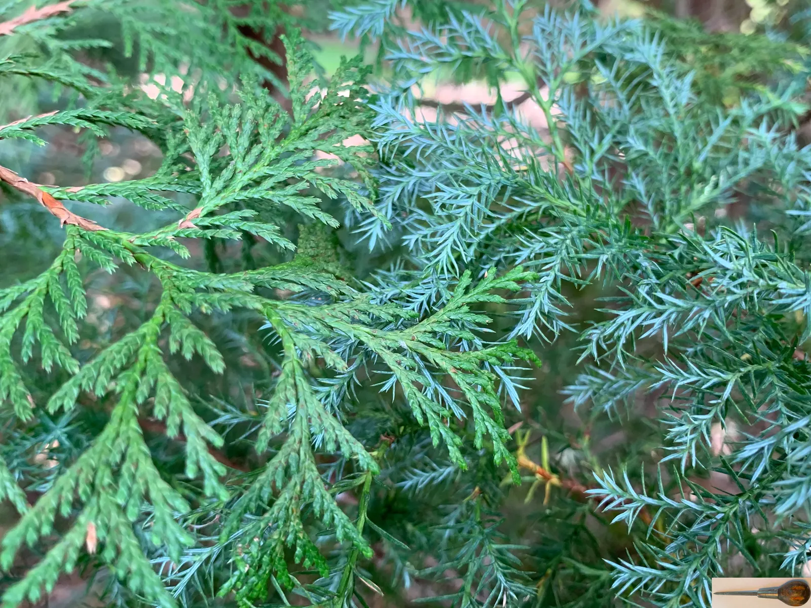 Sawara Cypress (Chamaecyparis Pisifera) — the Sawara Cypress demands well-drained; lending further ornamental charm.<br><br>For successful, image 75