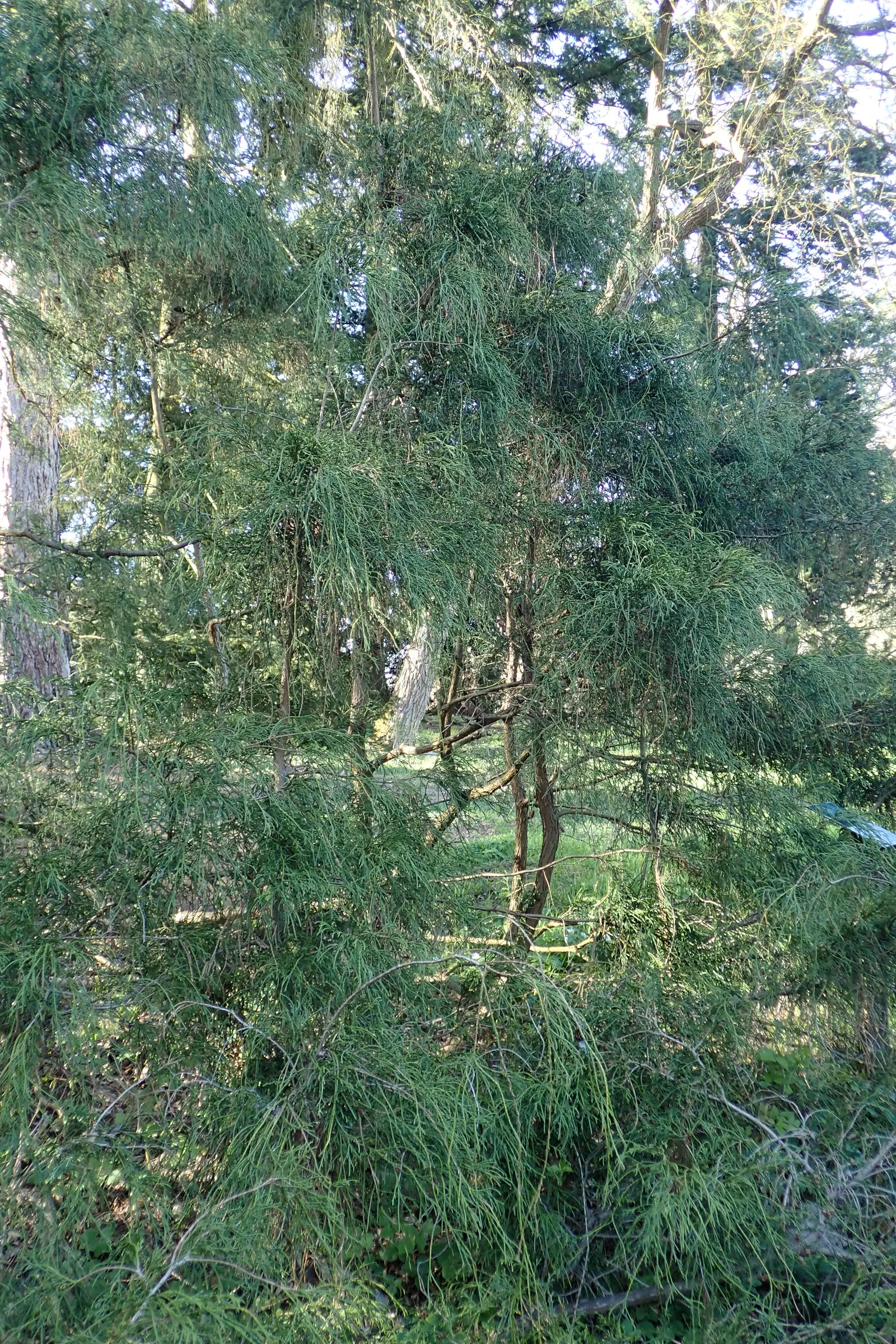 Sawara Cypress (Chamaecyparis Pisifera) — Mature specimens reach 50-70 feet tall with a spread of 10-20 feet; but there are also numerous dwarf cultivars that
