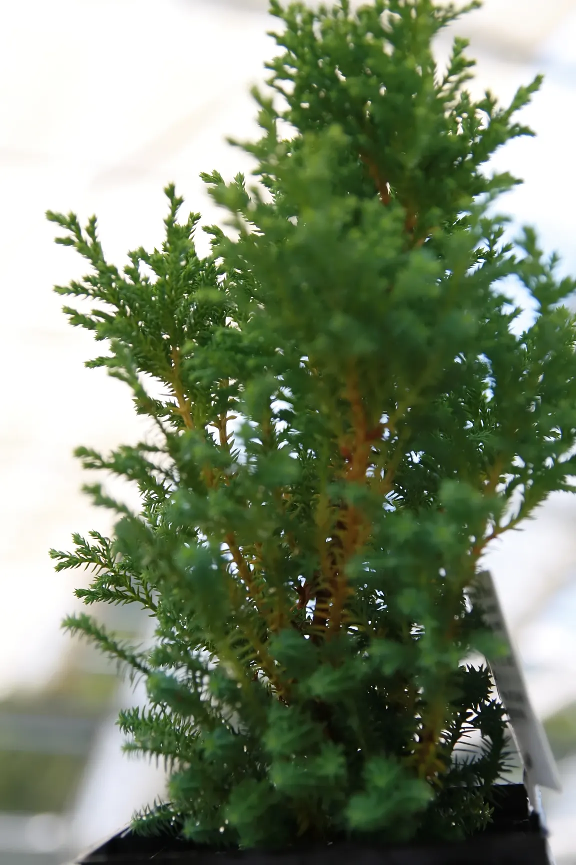 Sawara Cypress (Chamaecyparis Pisifera) — the Sawara Cypress demands well-drained