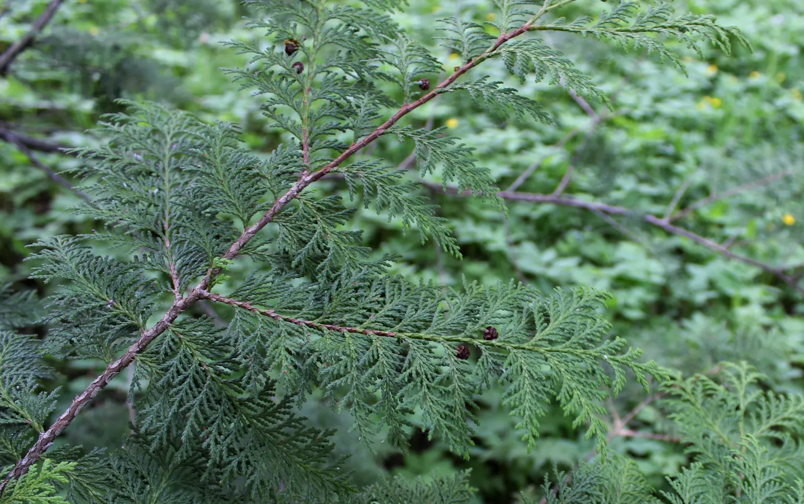 Sawara Cypress (Chamaecyparis Pisifera) — slow-growing tree offers year-round interest; when communicating with the client