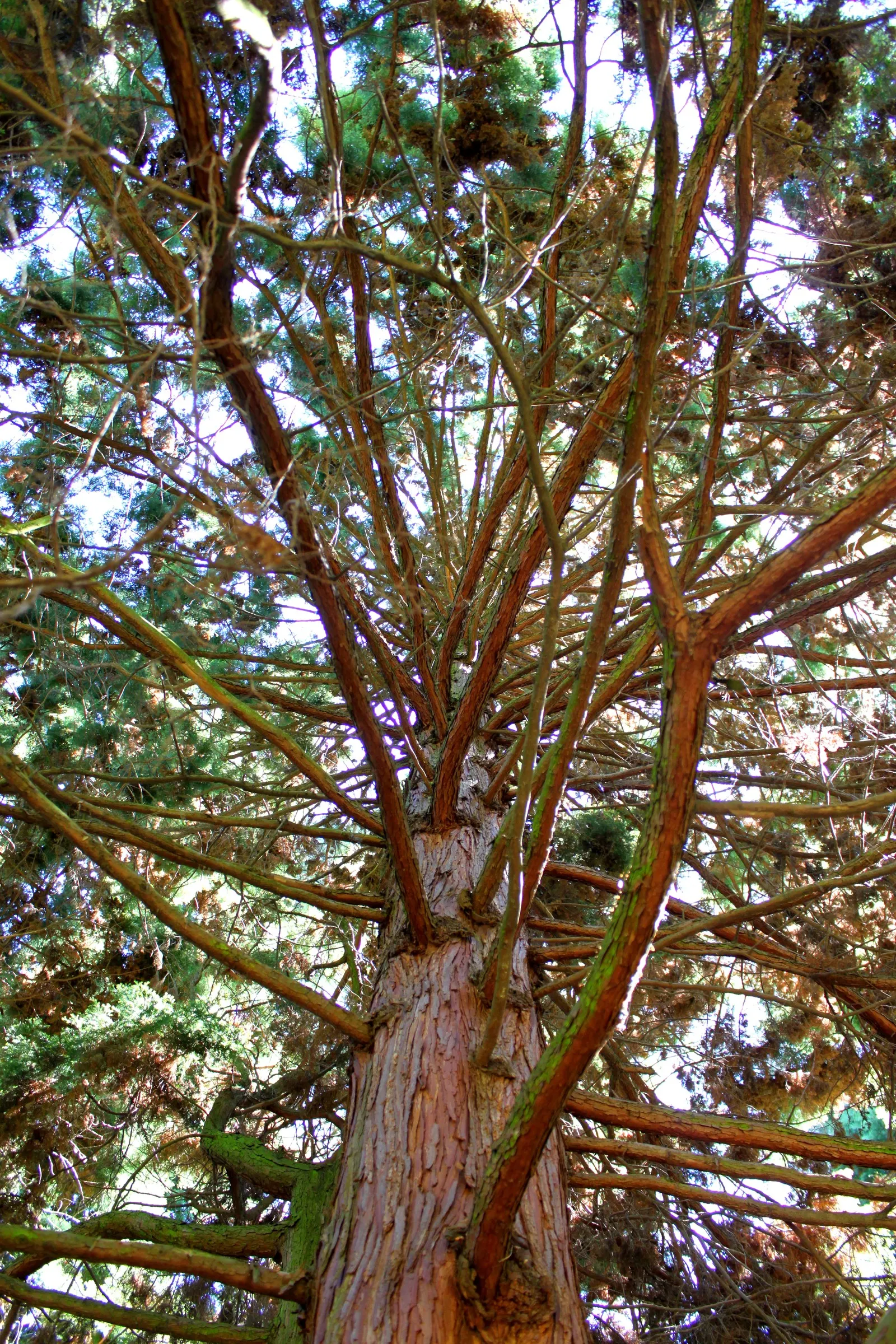 Sawara Cypress (Chamaecyparis Pisifera) — is a striking conifer that brings evergreen elegance to any landscape design; when communicating with the, image 64