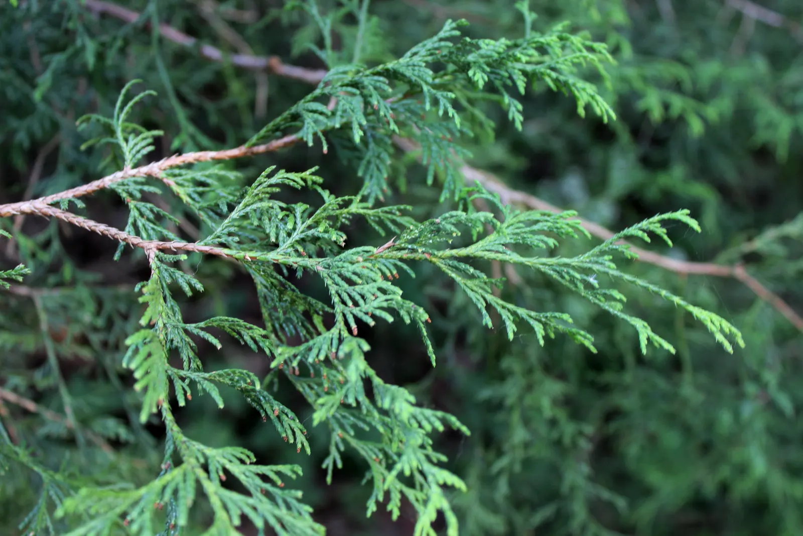 Sawara Cypress (Chamaecyparis Pisifera) — feathery foliage and pyramidal to conical growth habit