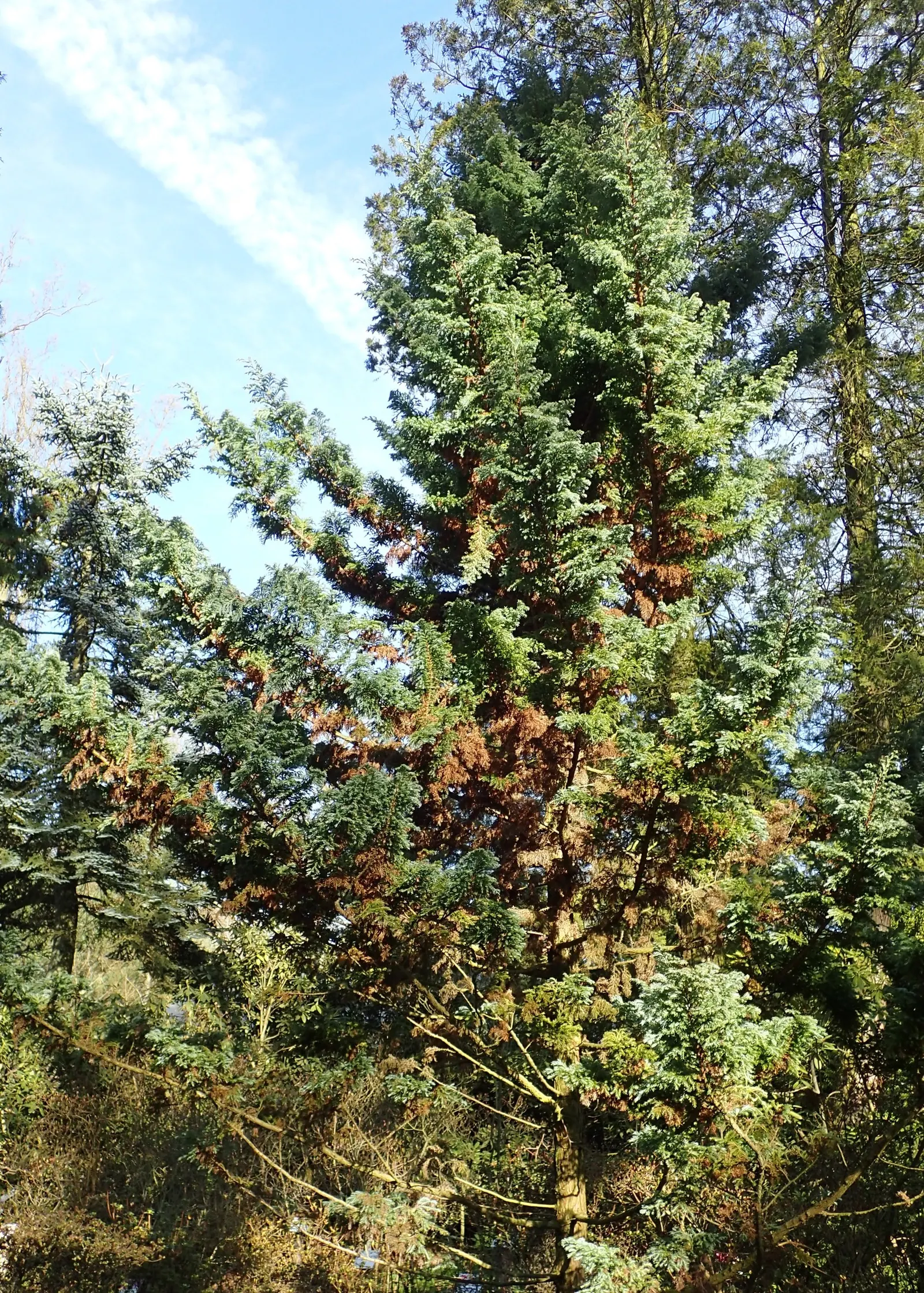 Sawara Cypress (Chamaecyparis Pisifera) — is a striking conifer that brings evergreen elegance to any landscape design; when communicating with the client