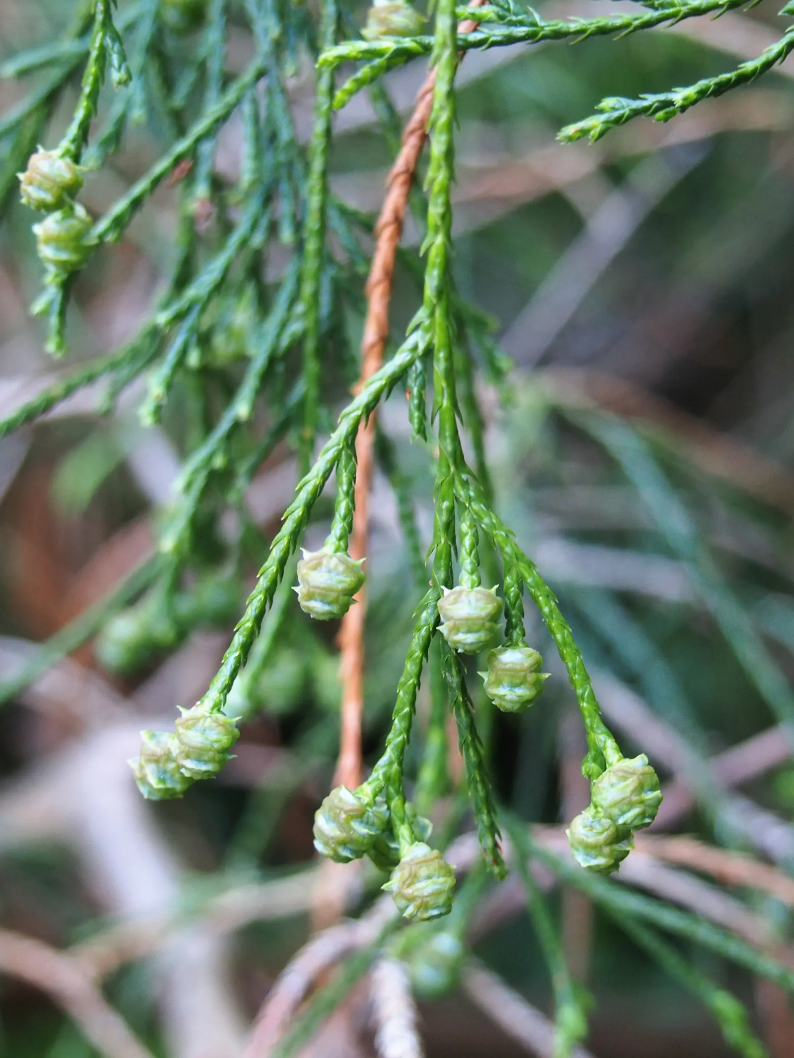 Sawara Cypress (Chamaecyparis Pisifera) — adding textural interest particularly in the winter months