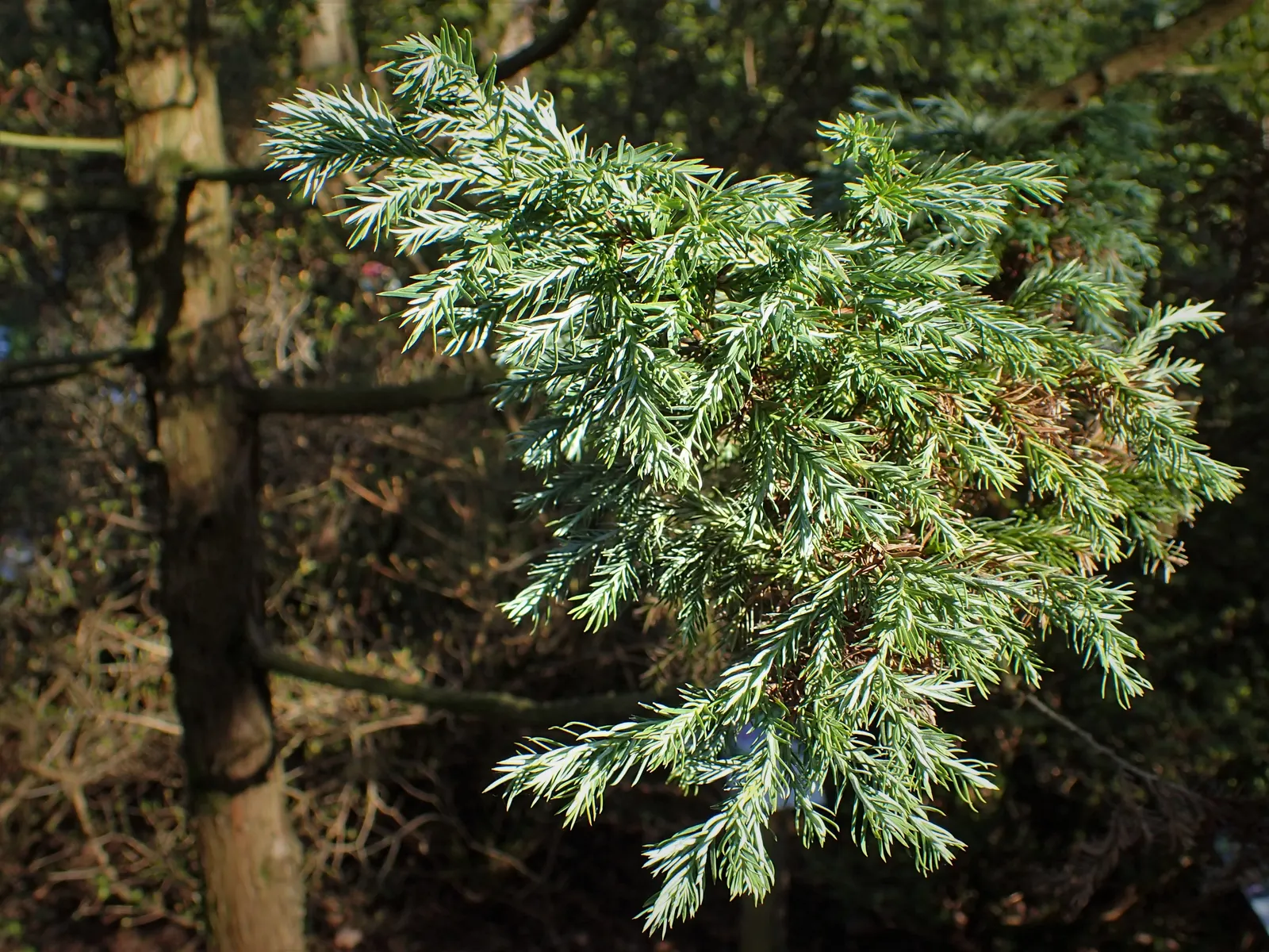 Sawara Cypress (Chamaecyparis Pisifera) — and offers habitat for local fauna; when communicating with the client
