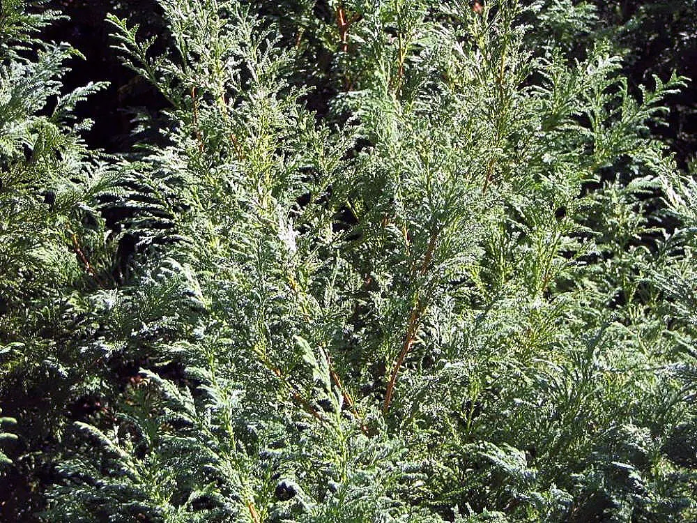 Sawara Cypress (Chamaecyparis Pisifera) — and is perfect for adding vertical structure to the landscape