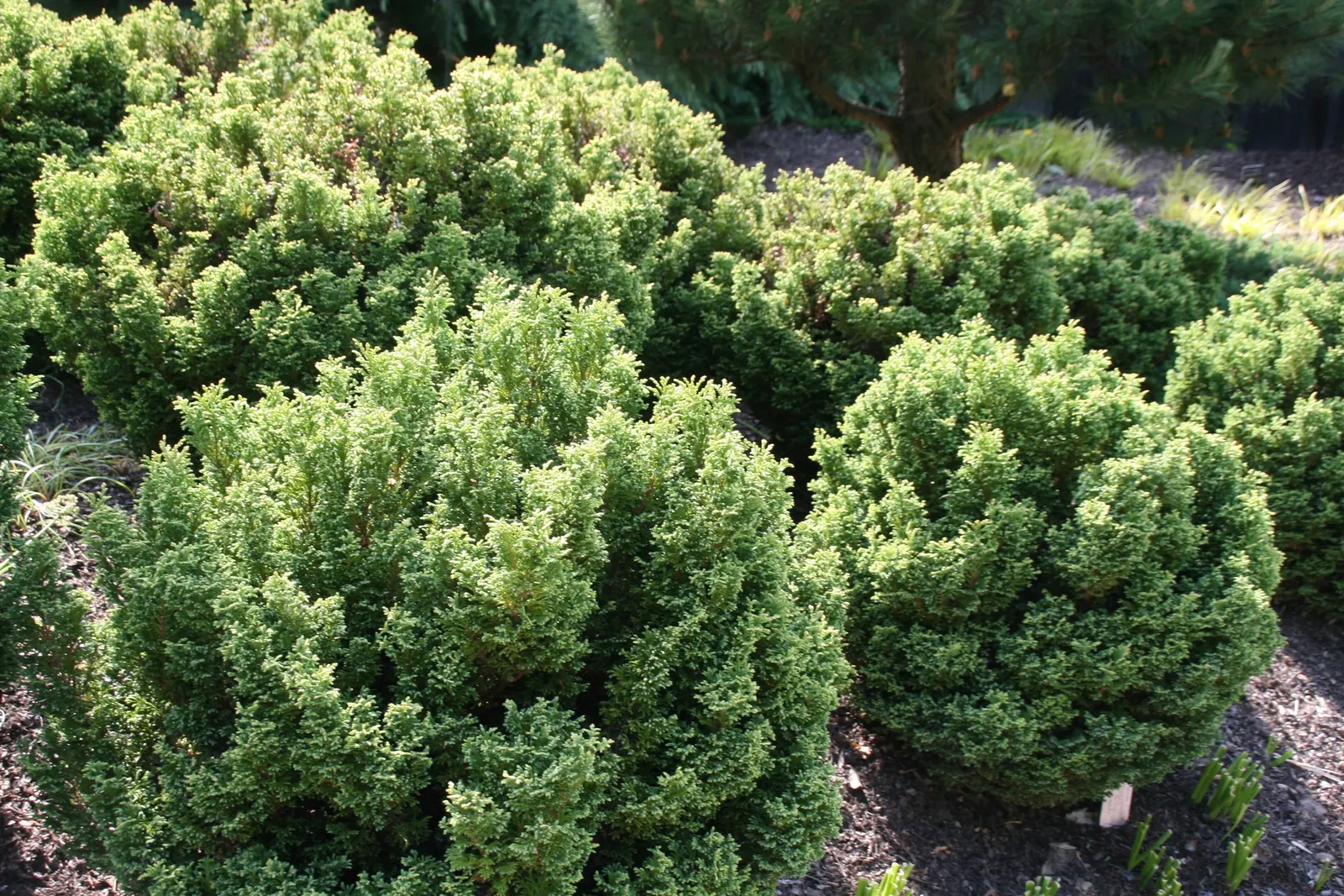 Sawara Cypress (Chamaecyparis Pisifera) — and is perfect for adding vertical structure to the landscape; but there are also numerous dwarf cultivars that stay