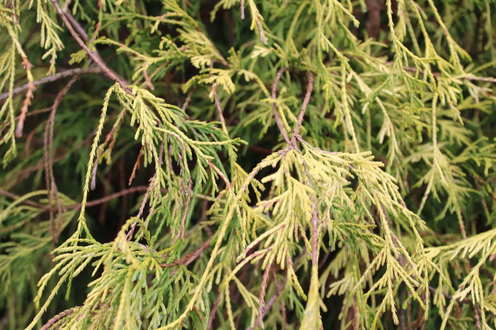 Sawara Cypress (Chamaecyparis Pisifera) — from acidic to slightly alkaline.<br><br>Beyond aesthetics