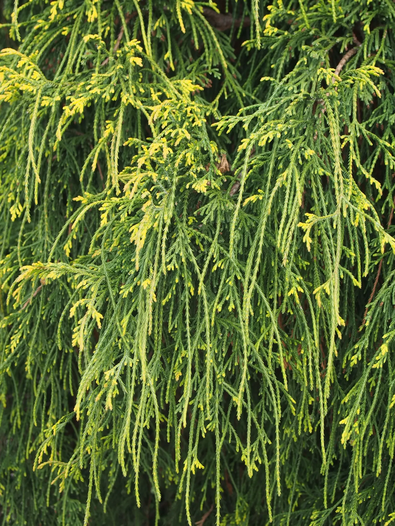 Sawara Cypress (Chamaecyparis Pisifera) — globe-shaped cones eventually develop; slow-growing tree offers year-round interest, image 73