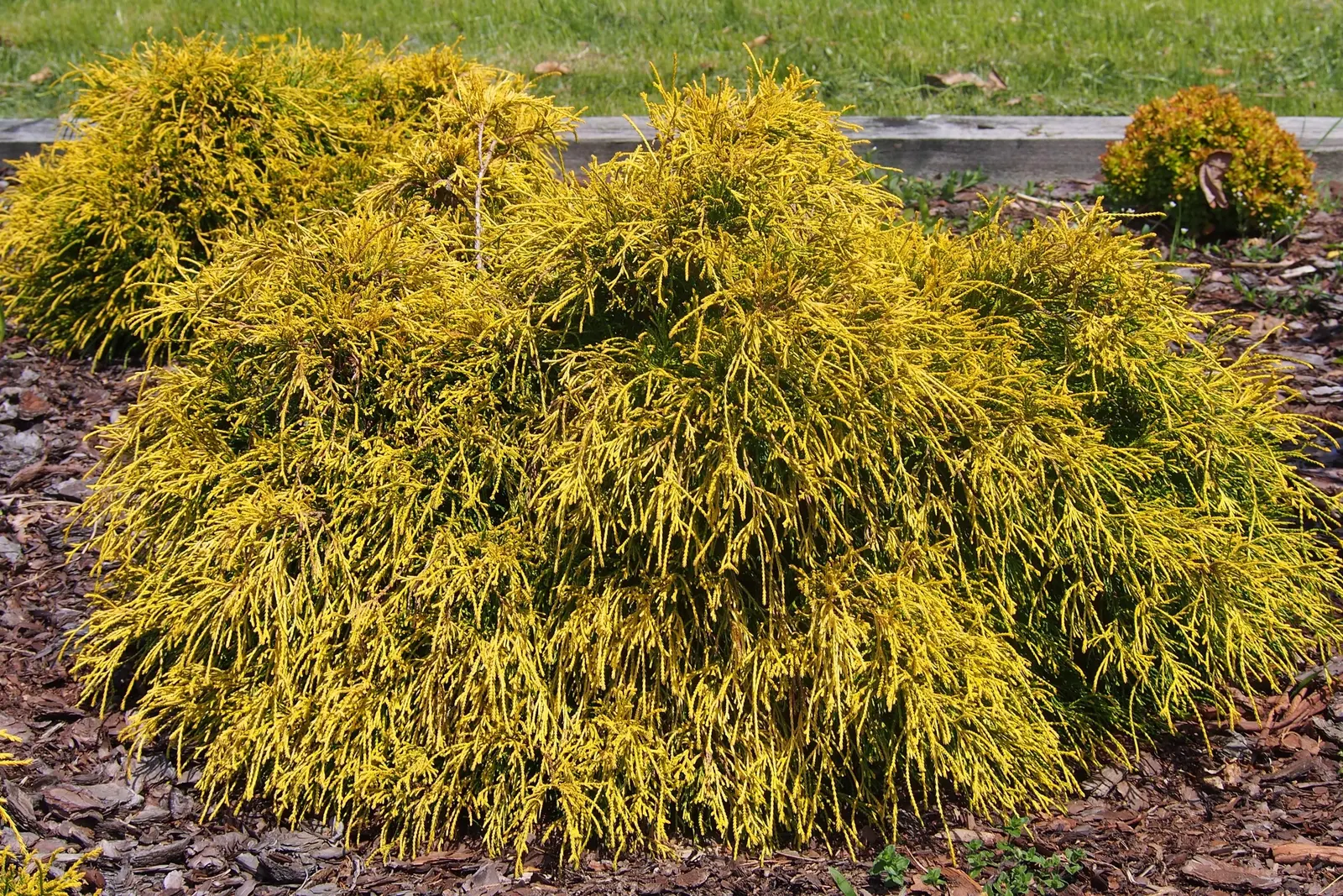 Sawara Cypress (Chamaecyparis Pisifera) — feathery foliage and pyramidal to conical growth habit; but there are also numerous dwarf cultivars that stay