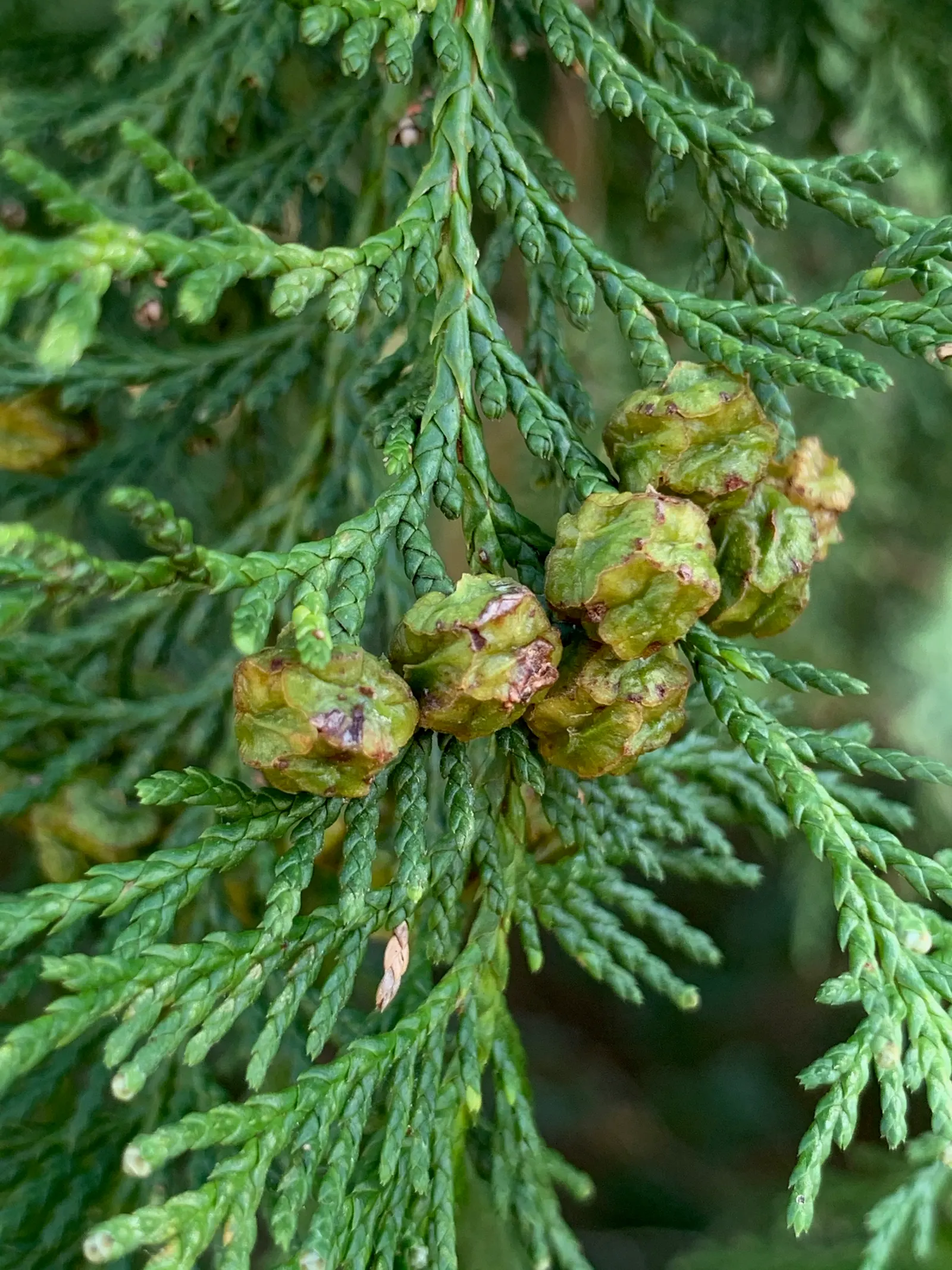 Sawara Cypress (Chamaecyparis Pisifera) — from acidic to slightly alkaline.<br><br>Beyond aesthetics; but there are also numerous dwarf cultivars that stay