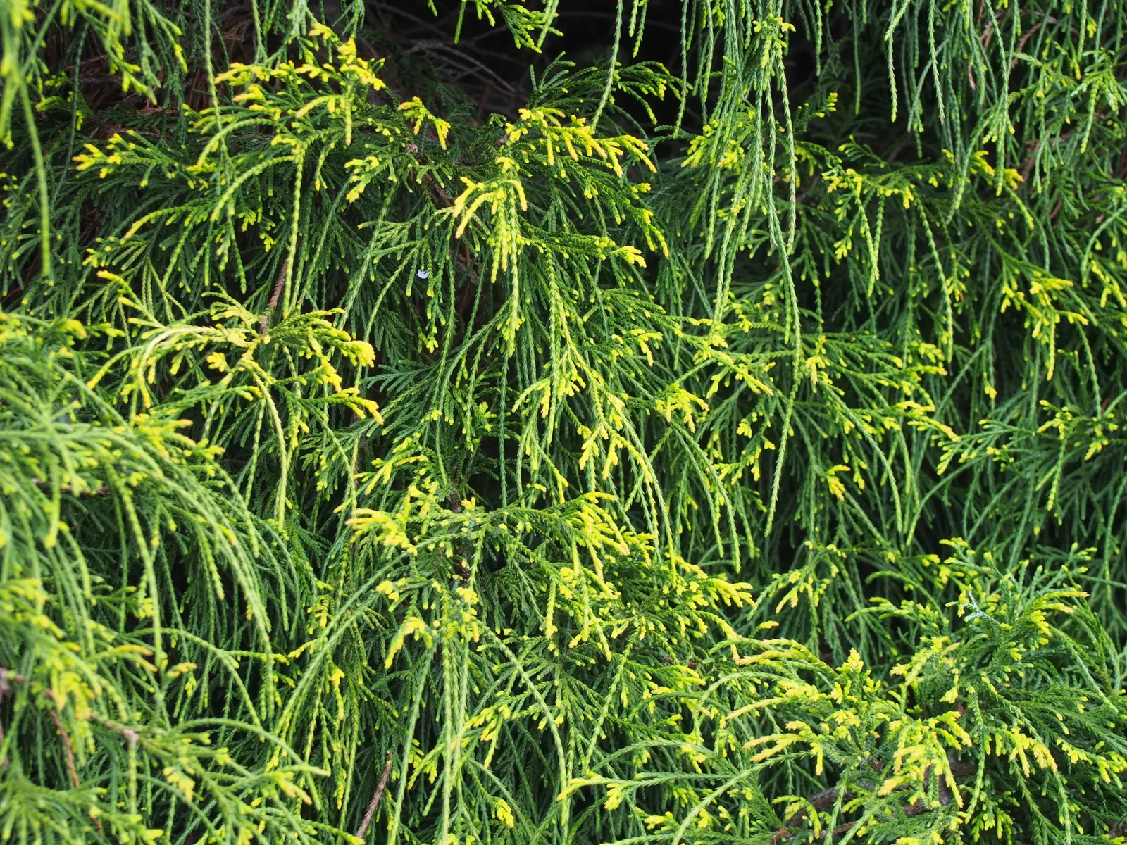 Sawara Cypress (Chamaecyparis Pisifera) — and offers habitat for local fauna; when communicating with the client, image 80