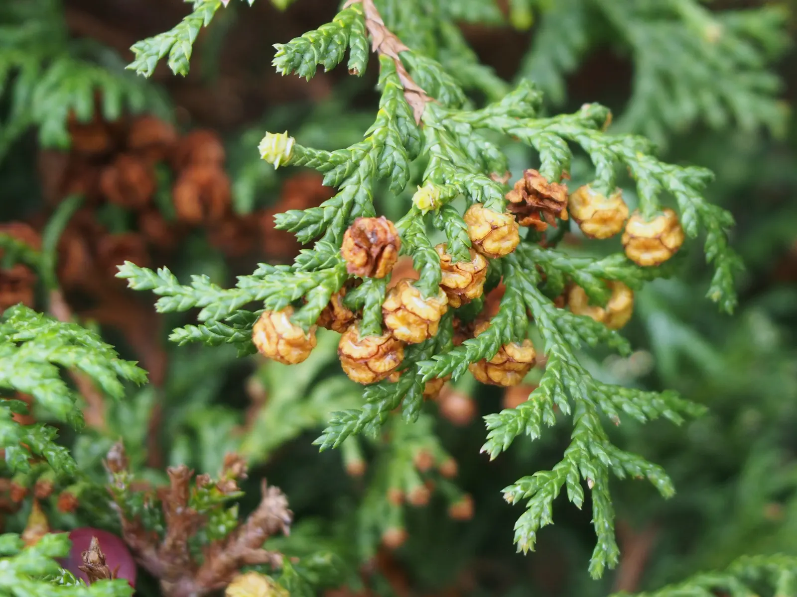 Sawara Cypress (Chamaecyparis Pisifera) — but there are also numerous dwarf cultivars that stay significantly smaller; lending further ornamental, image 67