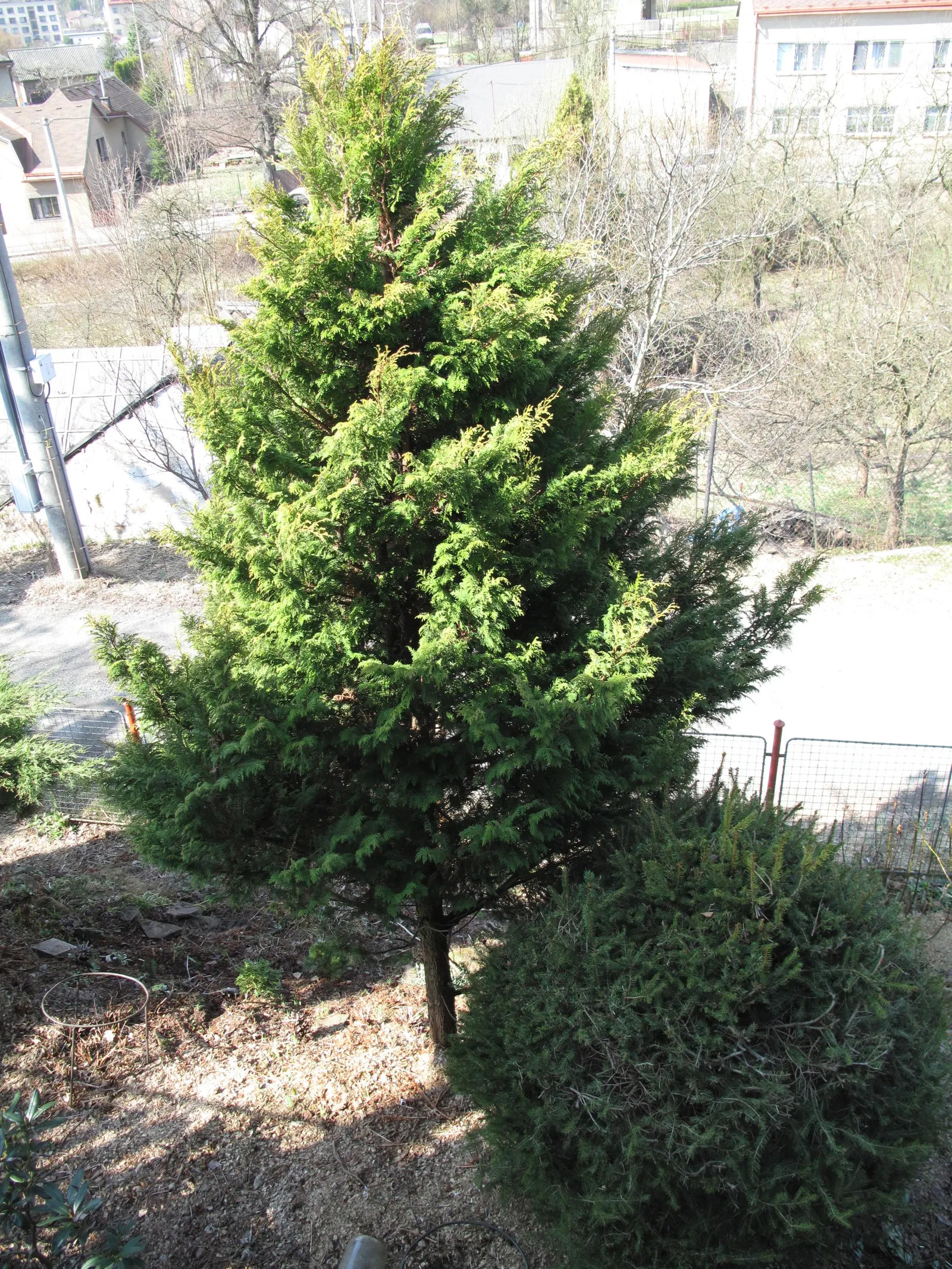 Sawara Cypress (Chamaecyparis Pisifera) — feathery foliage in hues from bright green to blue-gray