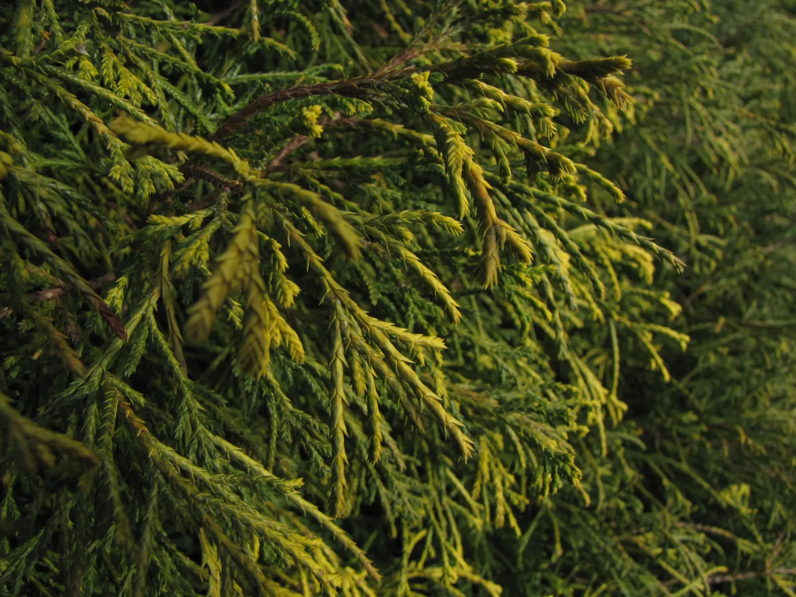 Sawara Cypress (Chamaecyparis Pisifera) — but there are also numerous dwarf cultivars that stay significantly smaller