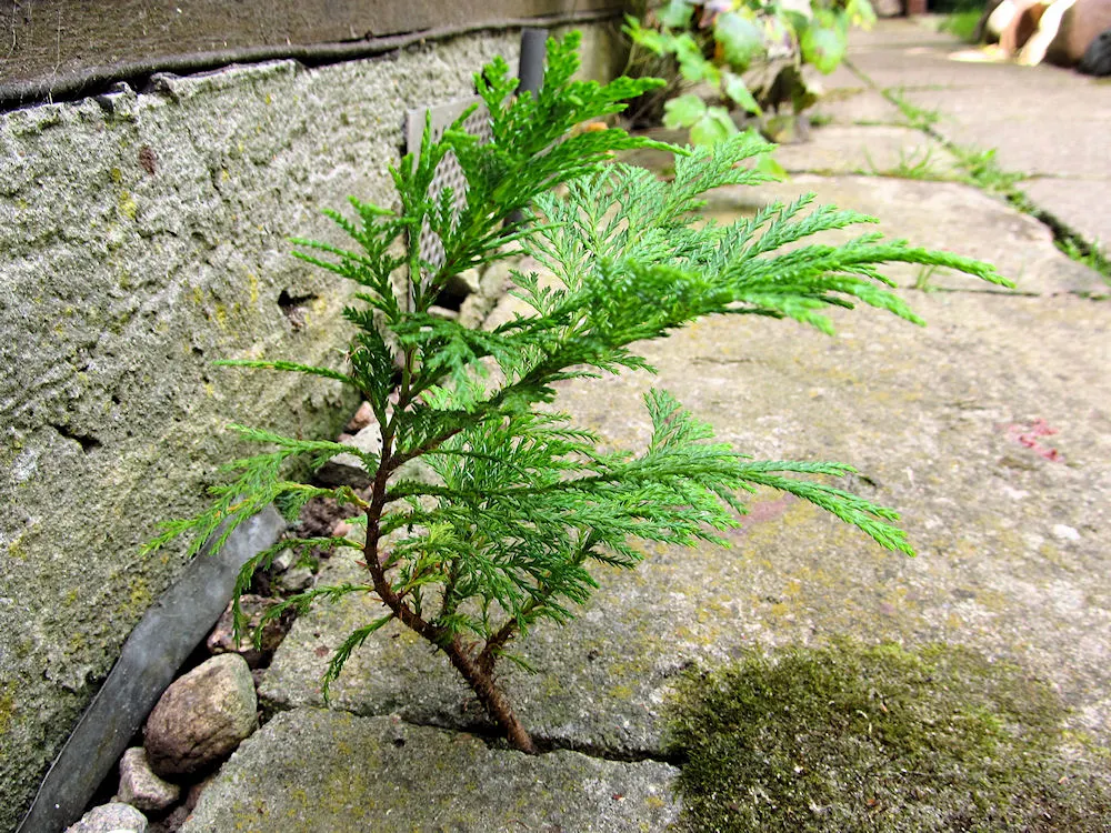 Sawara Cypress (Chamaecyparis Pisifera) — requires minimal maintenance
