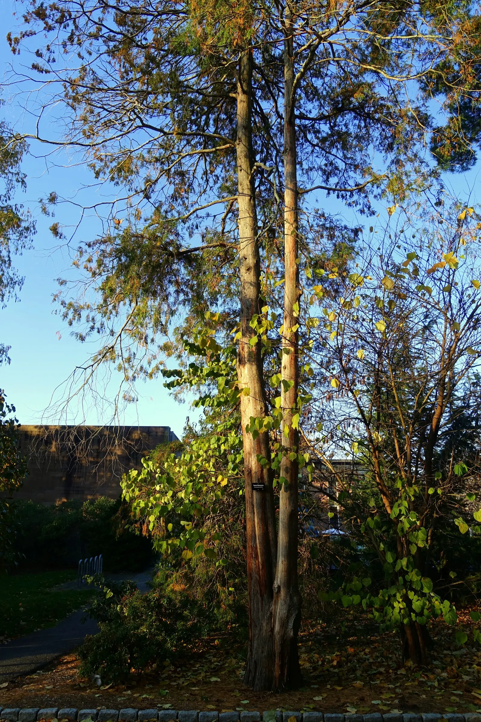 Sawara Cypress (Chamaecyparis Pisifera) — Mature specimens reach 50-70 feet tall with a spread of 10-20 feet